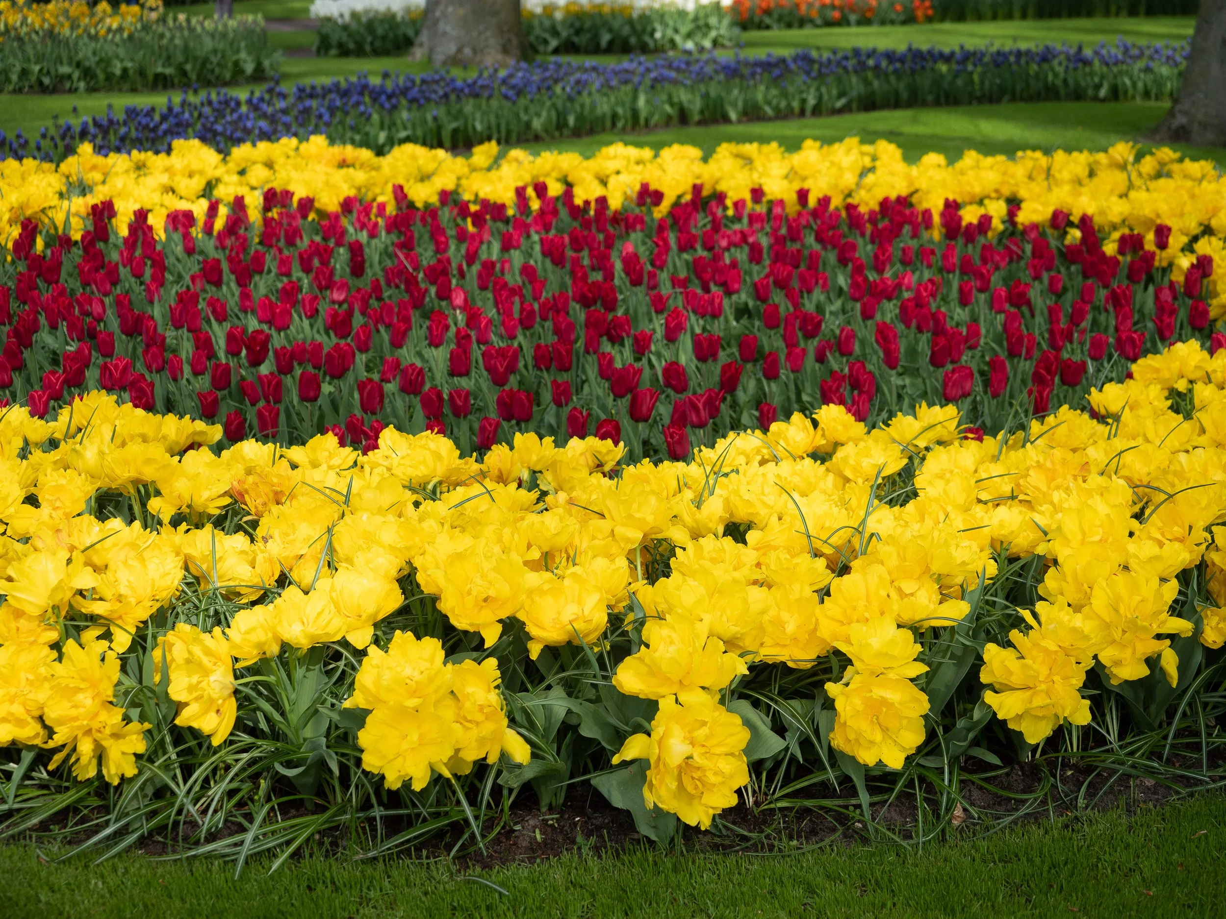 Tulips.3 -1.jpg