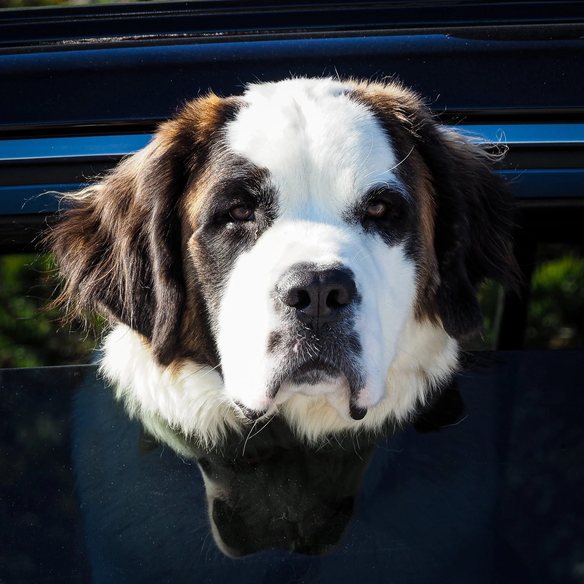SchoodicDog.1 -1.jpg