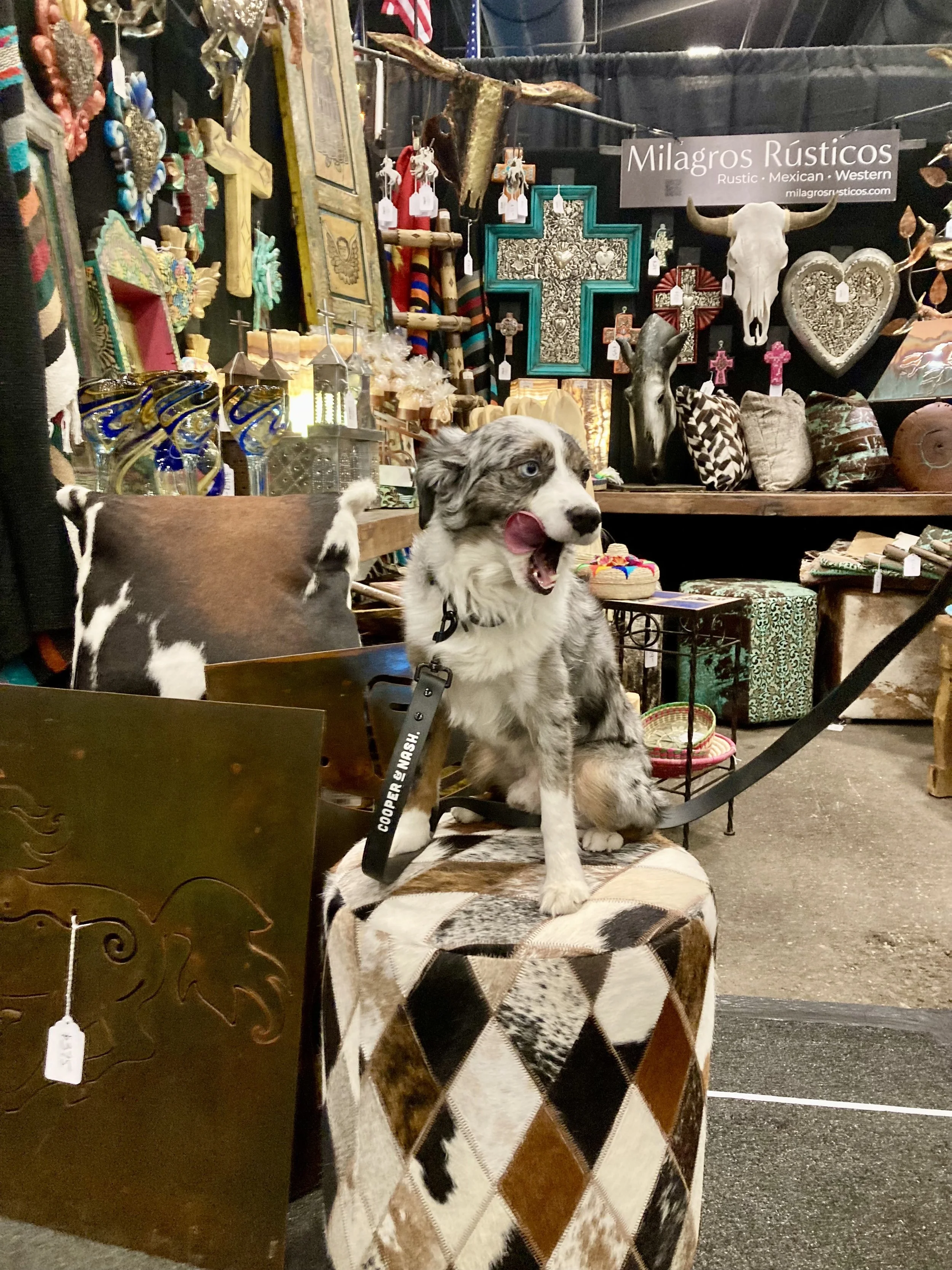 Hanging out with George at the Scottsdale Arabian Horse Show