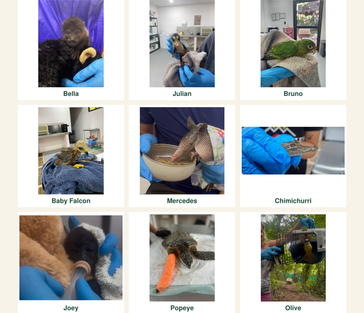 Nine animals rescued this year: Bella, Julian, Bruno, Baby Falcon, Mercedes, Chimichurri, Joey, Popeye and Olive.