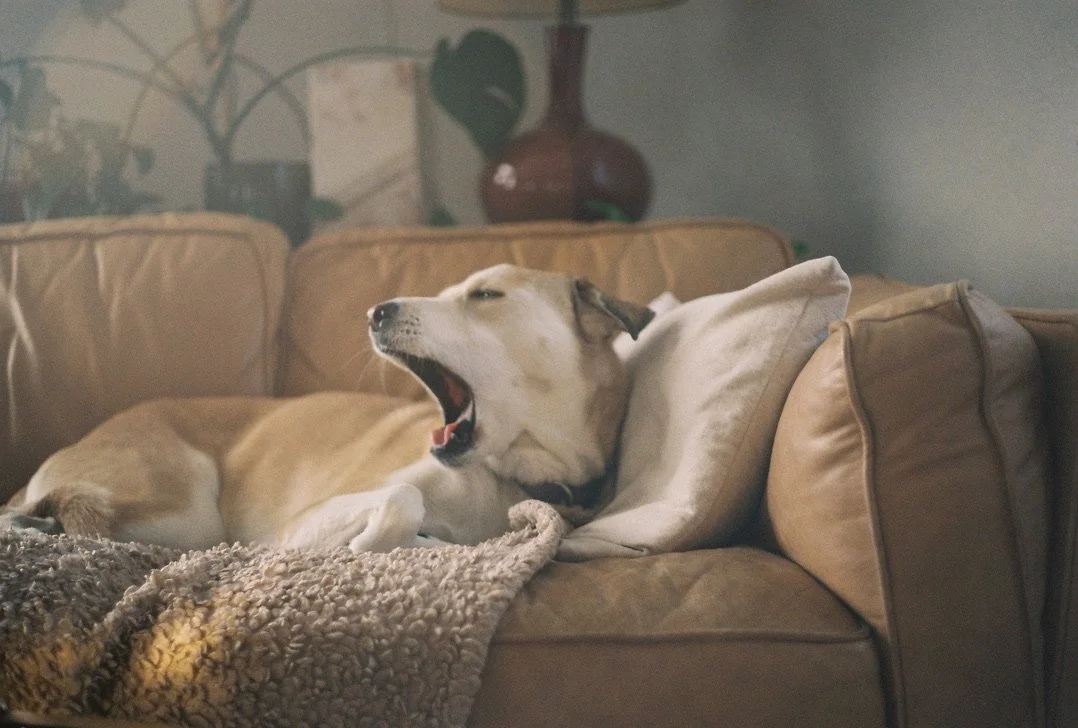A dog on a sofa yawning with eyes closed, lying on a blanket and pillow in a cozy living room.