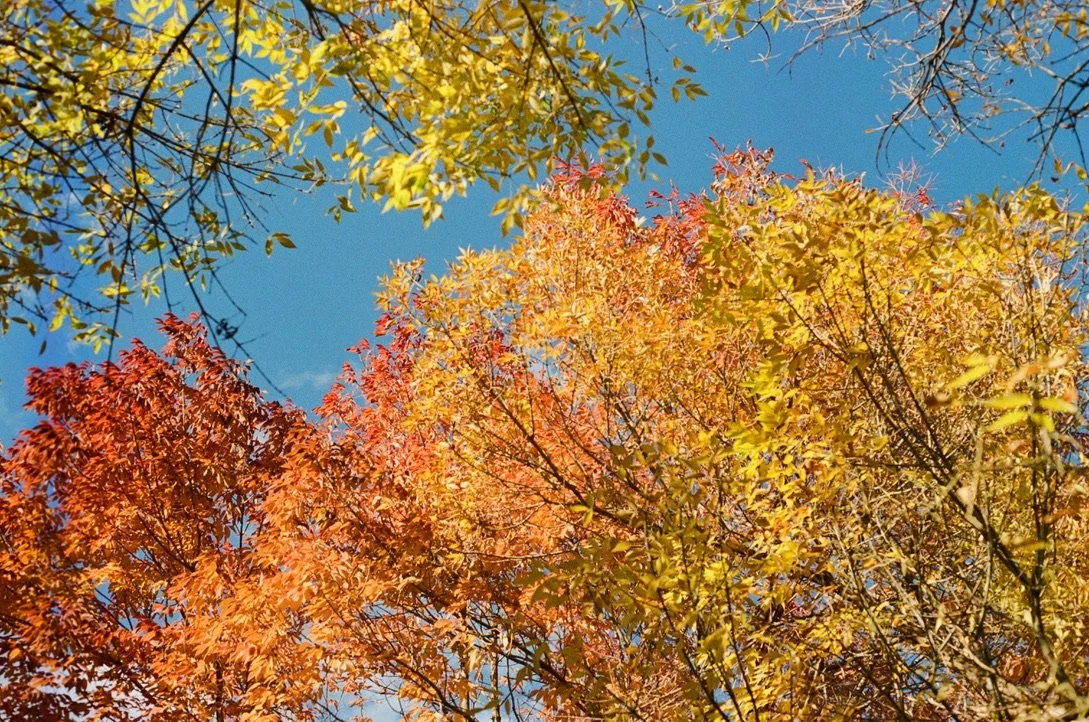 Colorful autumn leaves on trees against a blue sky.