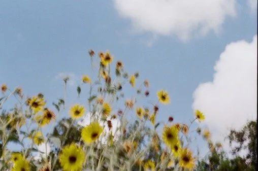 Yellow flowers against a blue sky with scattered clouds.
