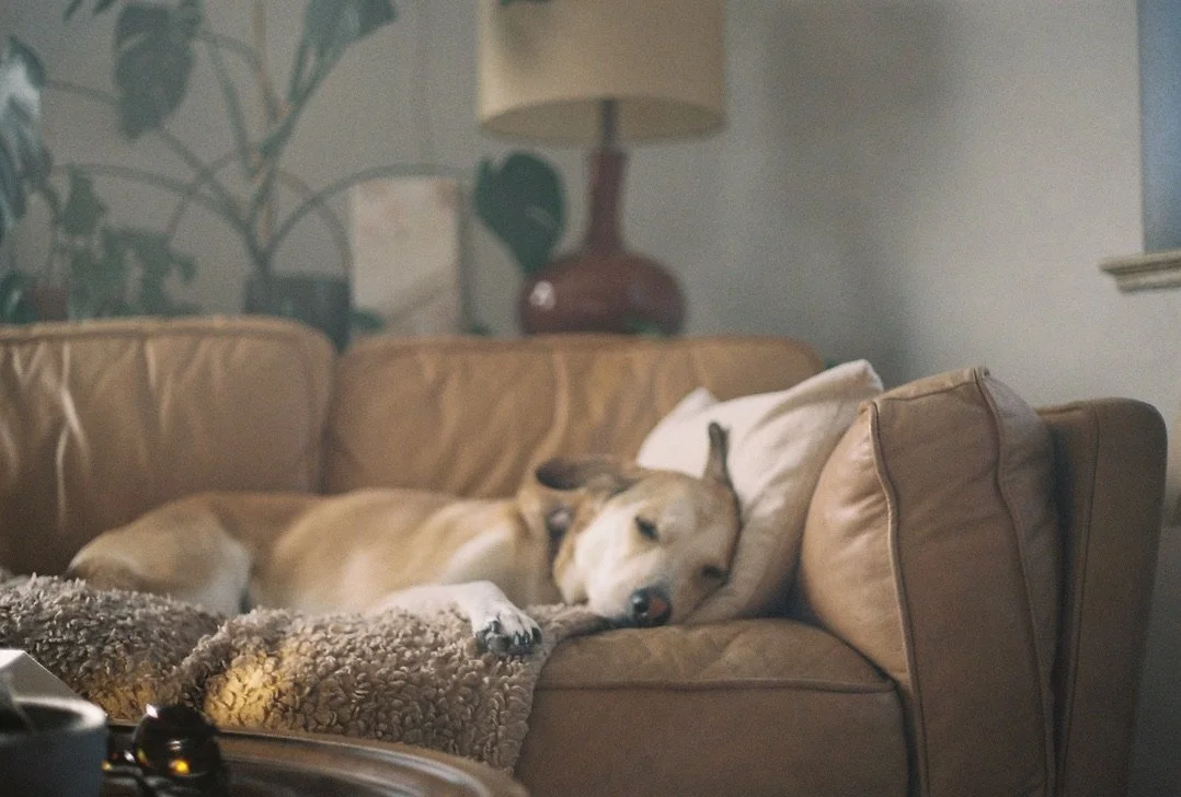 A dog sleeping on a beige couch with a pillow and a soft blanket.