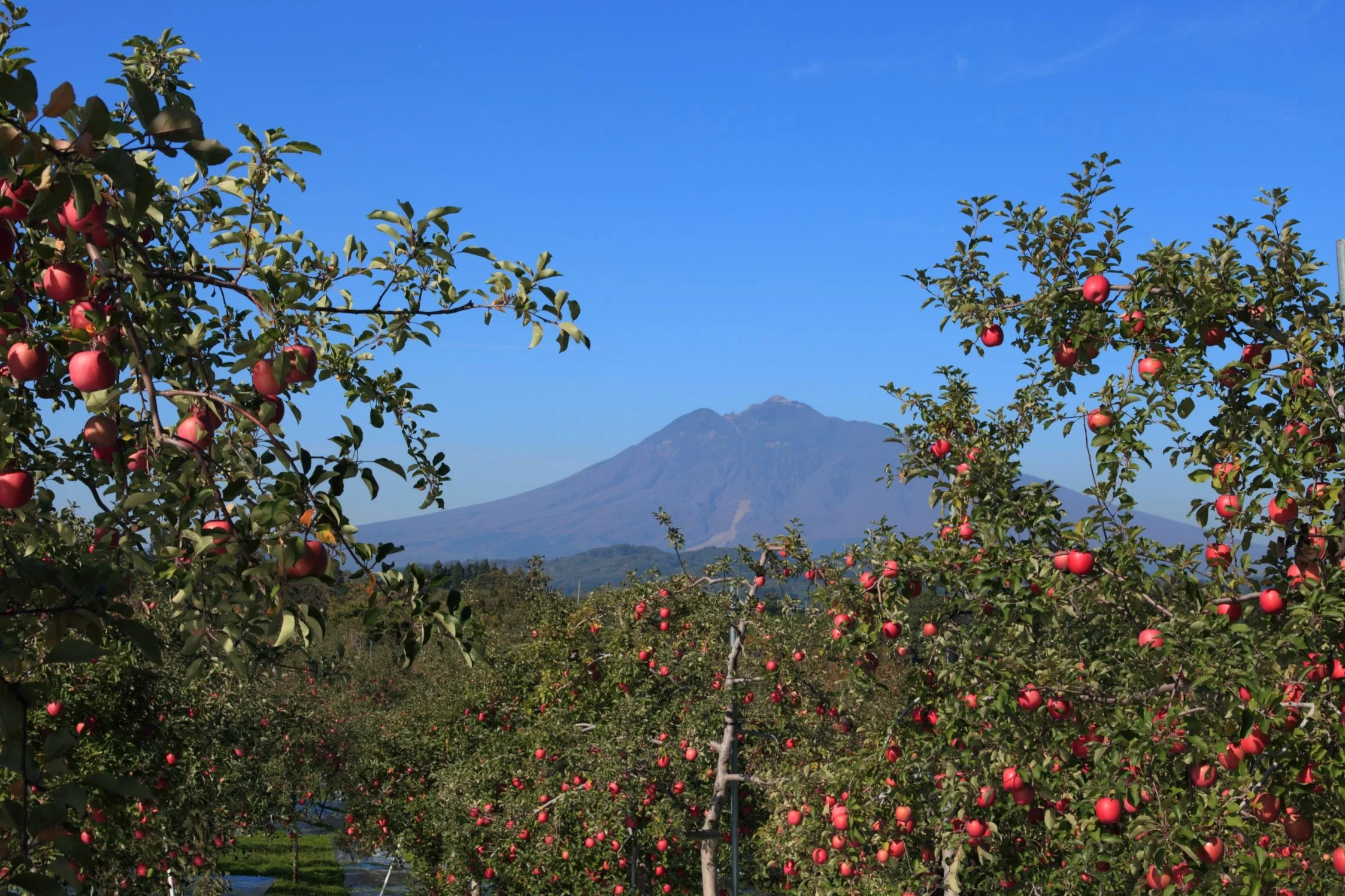 2015_りんごと岩木山.jpg