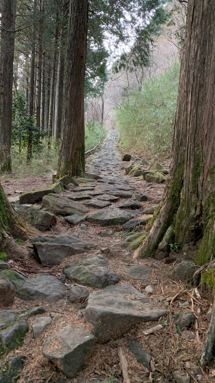 What Are the Best STEAM Activities for Families Visiting Japan?