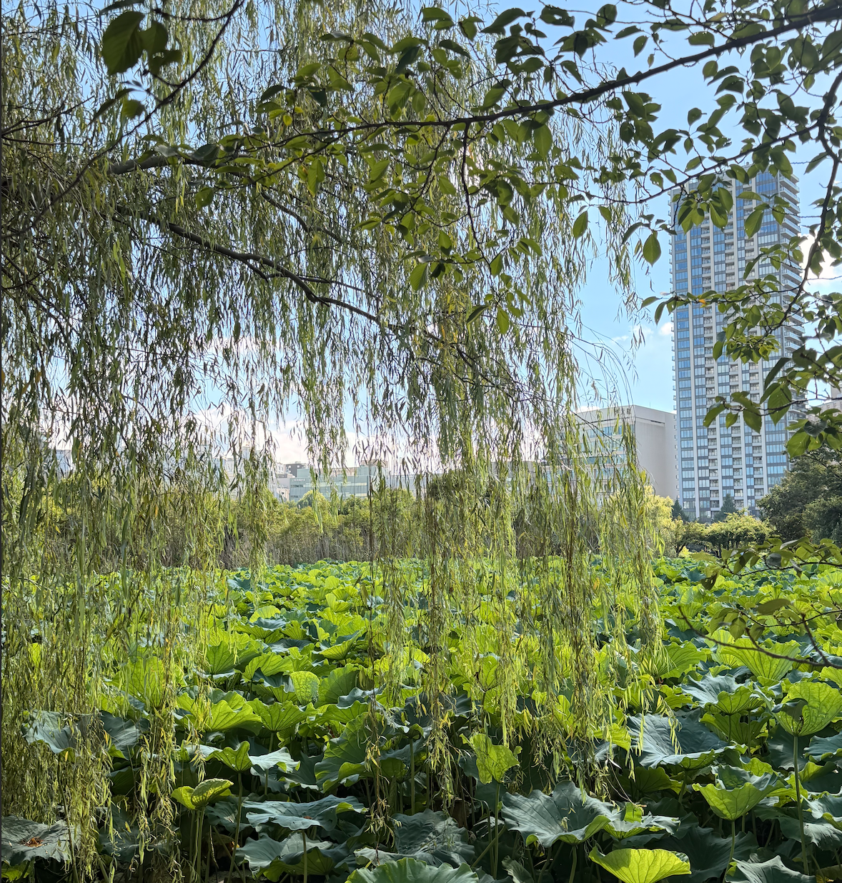 The Perfect Burnout Remedy for Busy Professionals: Slow Travel in Japan