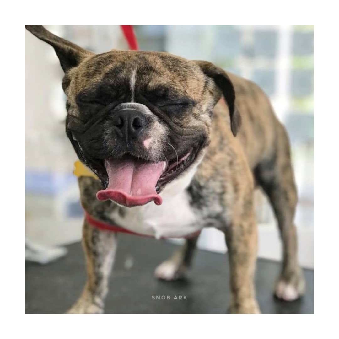 Eric always brighten our day with his big smile! 🥰

🐶 - Eric