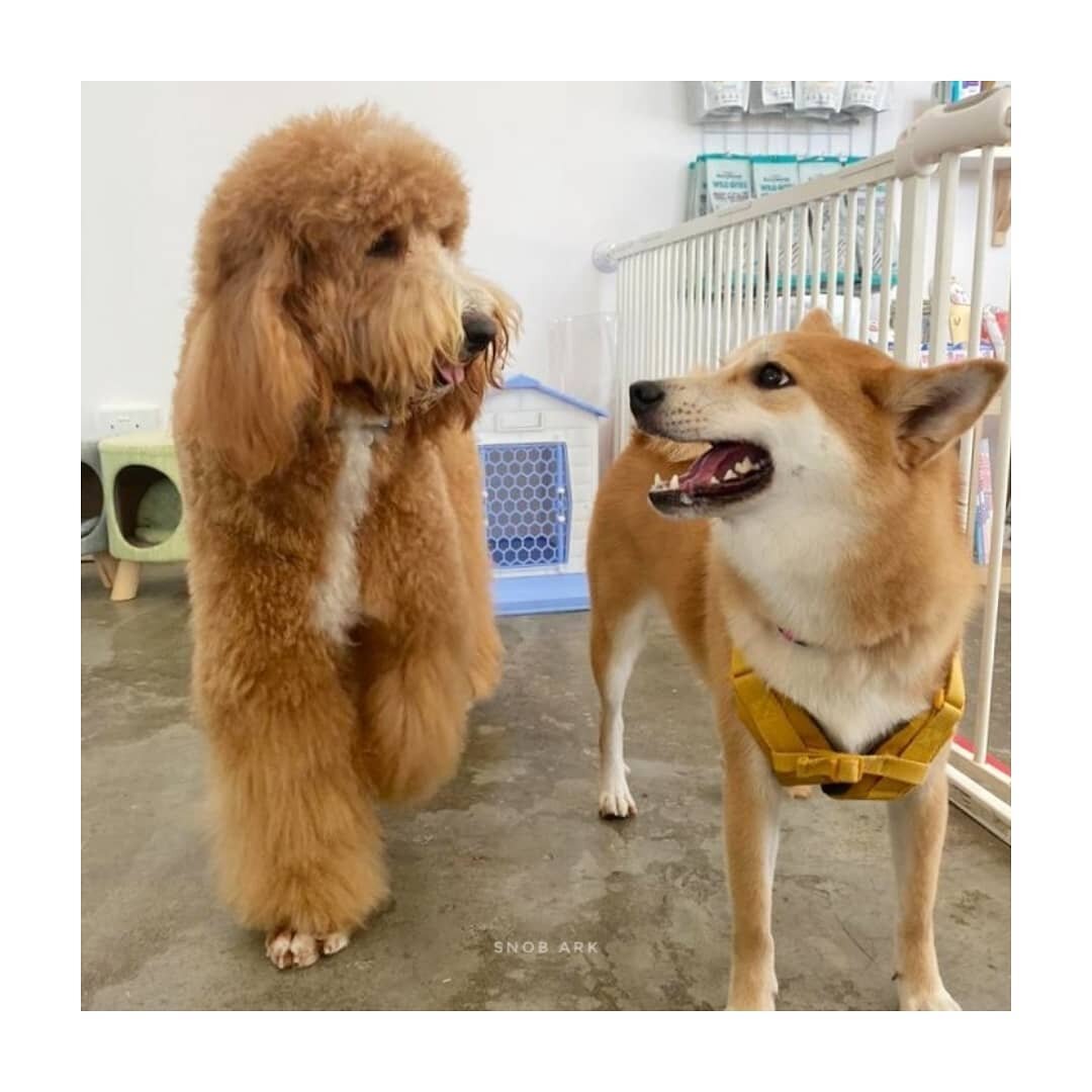 Best buds comes for grooming tgthr, smells good, feeling great tgthr! 💕

Find out more about our Basic Groom package! WhatsApp teext us at +65 8699 917

🐶🐶 - Ditto / Shiro
@ditto.o.doodle @msclak @joperlative
