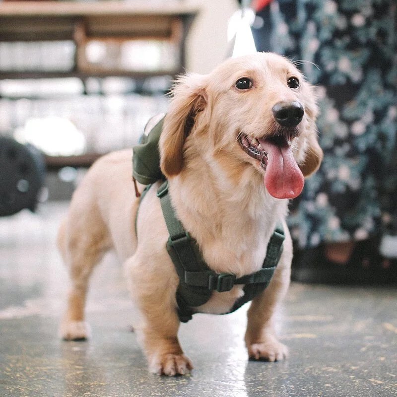 Harness-Green03.jpeg