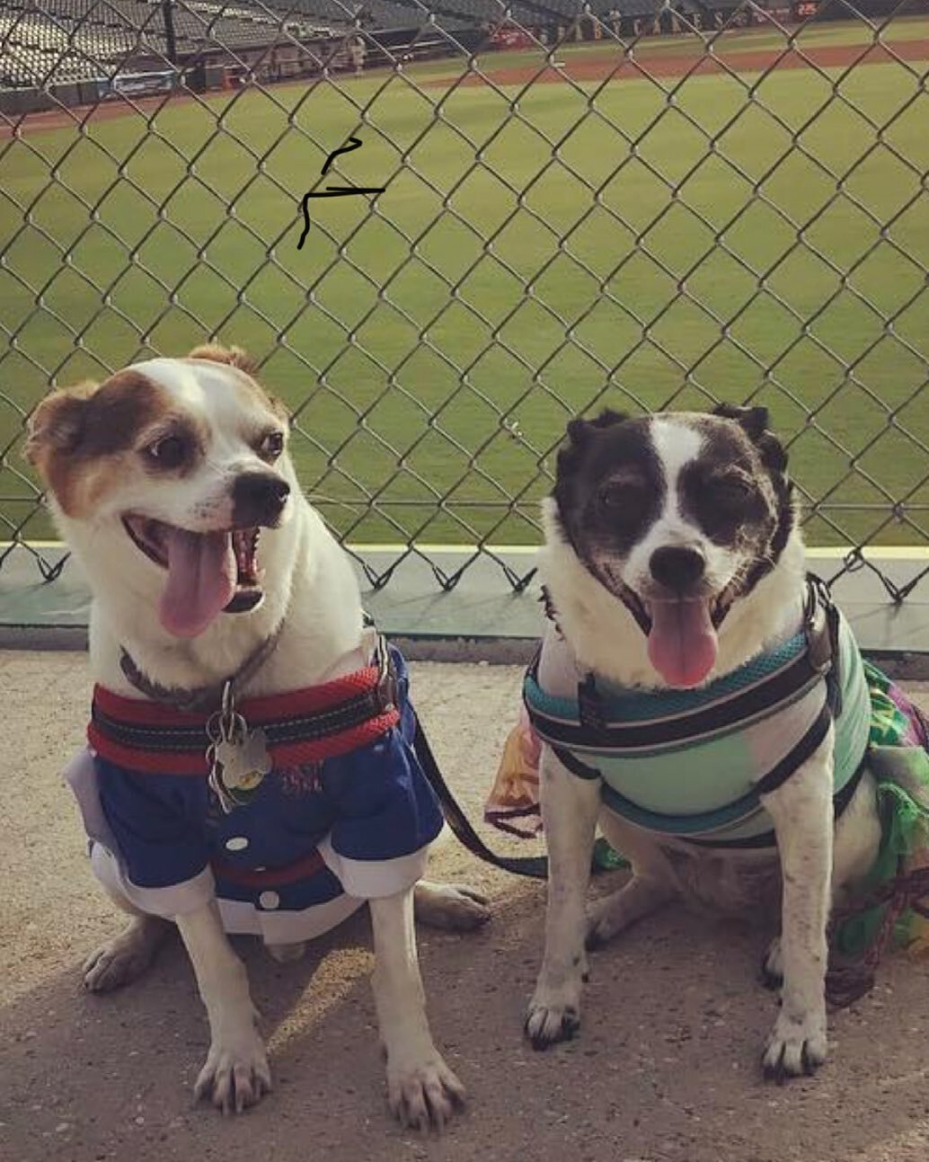 Today is the anniversary of the moment I fell in love with this guy here on the left. Mostly because I could tell in this picture that he loved my girl here on the right as much as I did. Happy Gotcha Day, Bandit. We may have lost Ronnie, but I am so