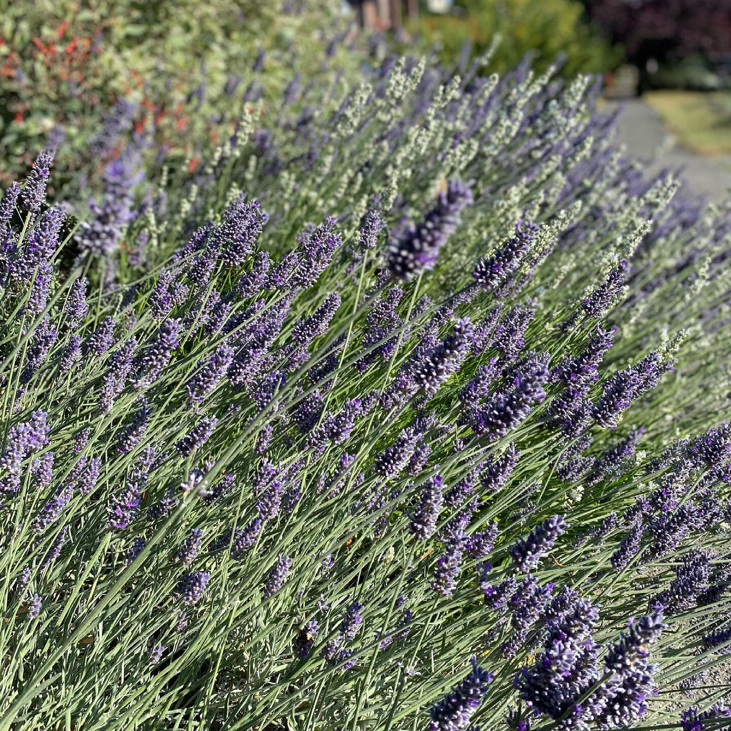 It&rsquo;s high lavender season in the PNW, y&rsquo;all! 🐝