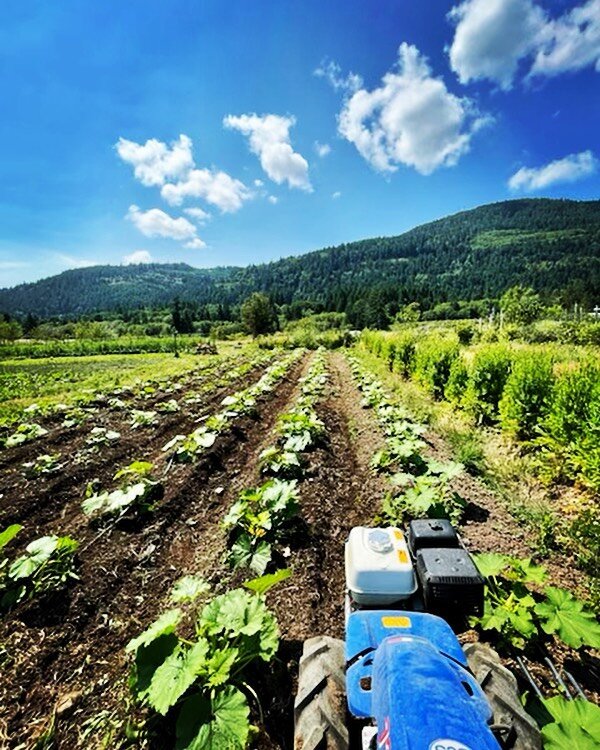 Hilling Up For The Winter Squash #farmlife