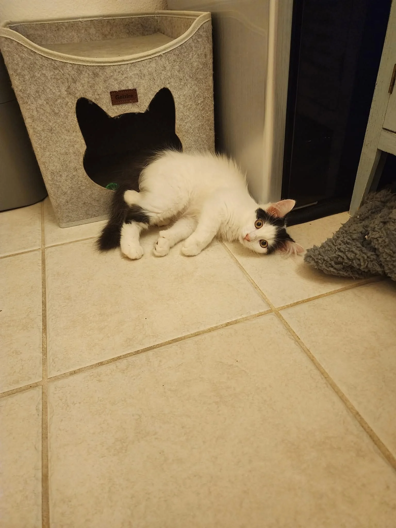 kitten 3.JPG