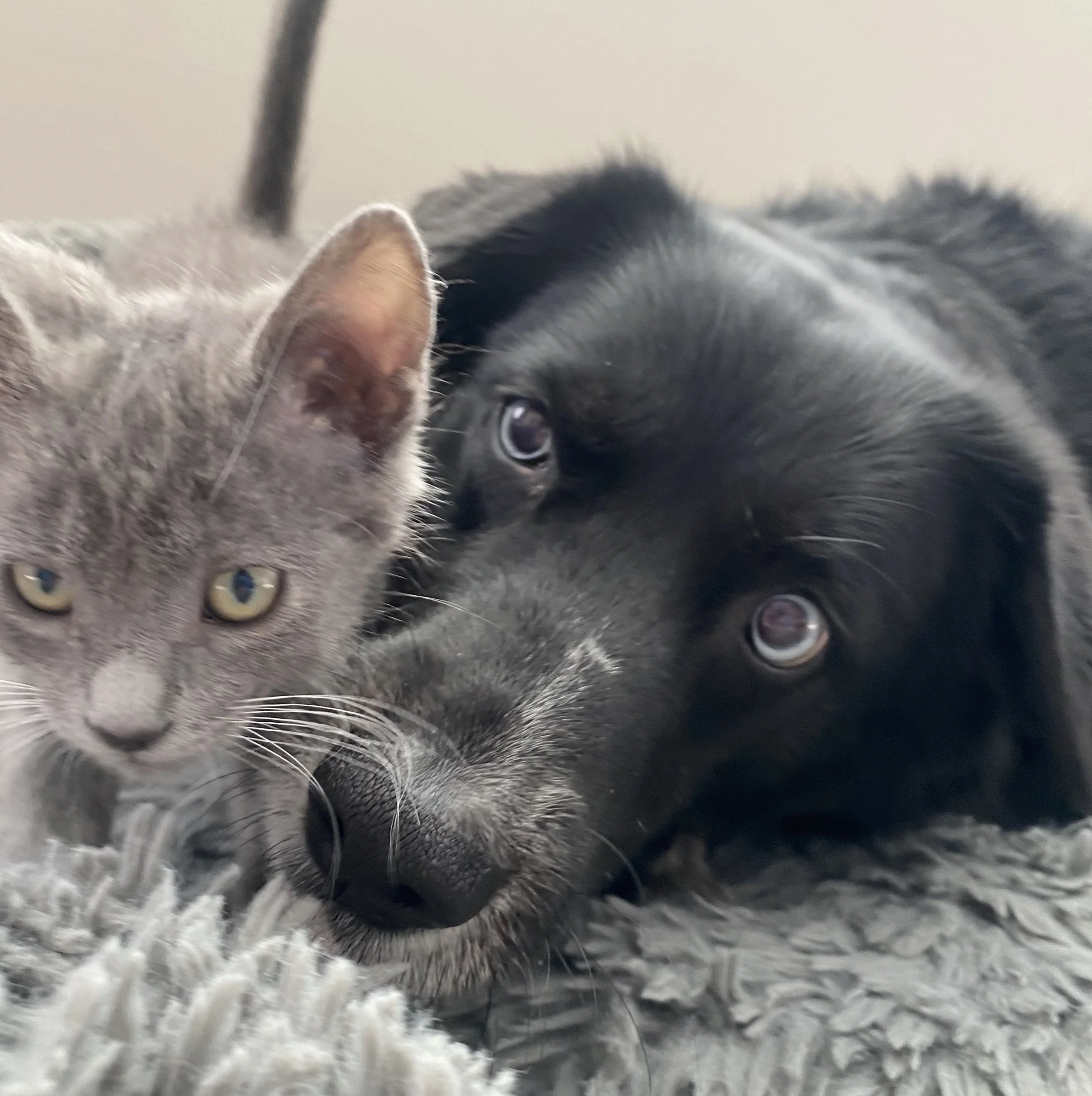 SAPPHIRE AND DOGGIE 2.jpg