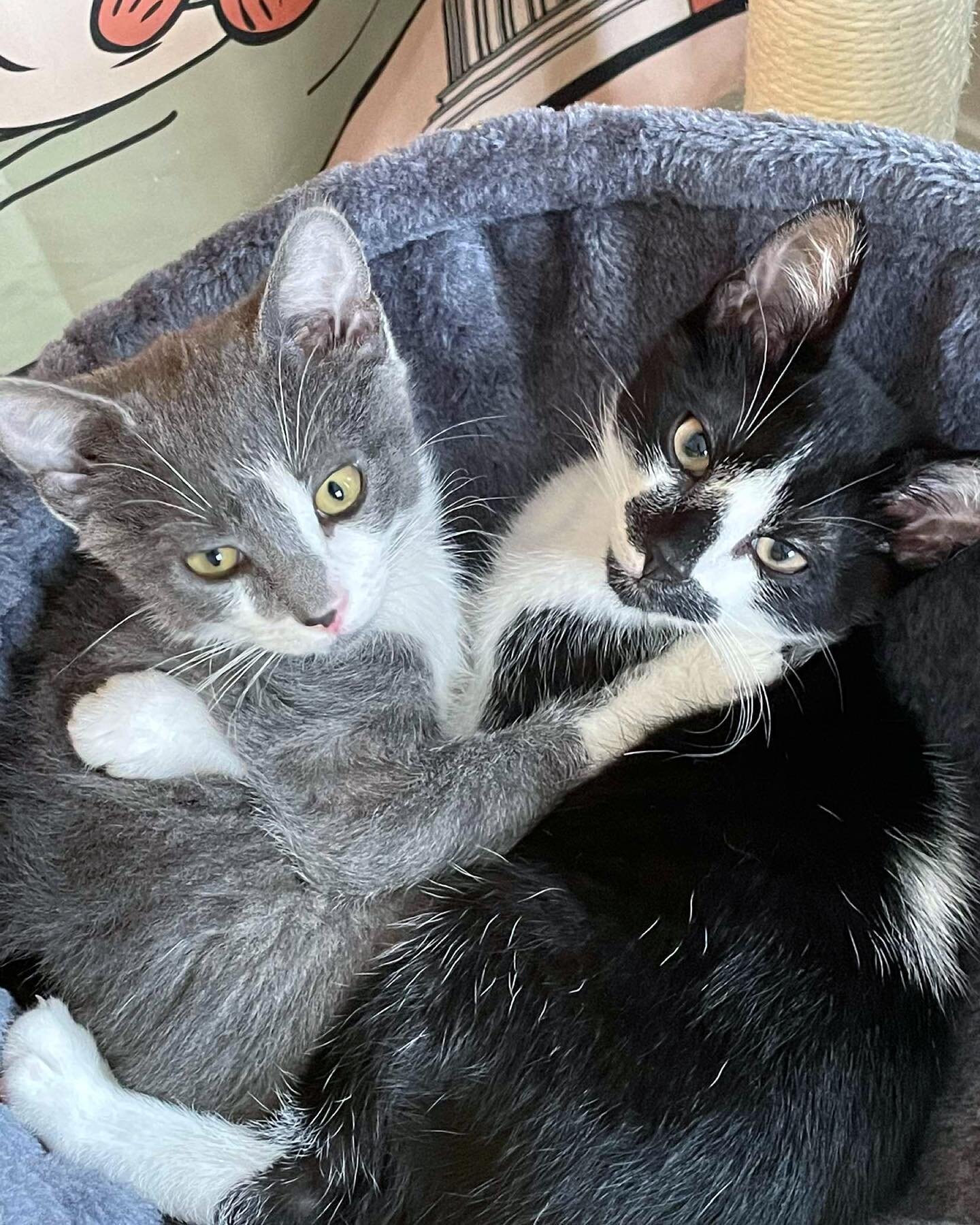 Sissy Missy and Mr Moustachio are ready for their #furreverhomes 🏡
If interested in adopting one or both of these cuddle bugs please email us at
➡️ teamfeline@catmospherelaguna.com 

All Catmosphere Laguna kitties come fully vetted, vaccinated spay/