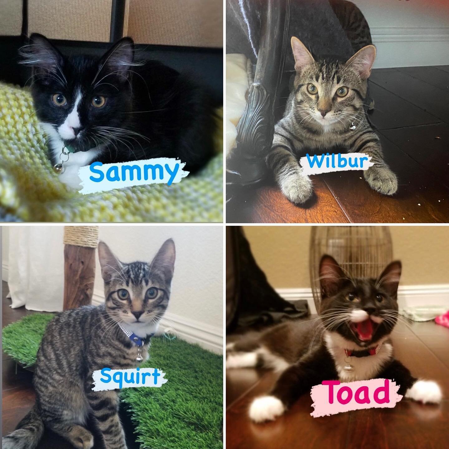 These babies are ready for their #furreverhomes 🏡 4 months old and fully vetted, vaccinated, chipped and altered 😻 they have gotten so big!! All boys except for Toad, who loves her brothers!!!
Thank mew to our wonderful fosters for keeping them lov