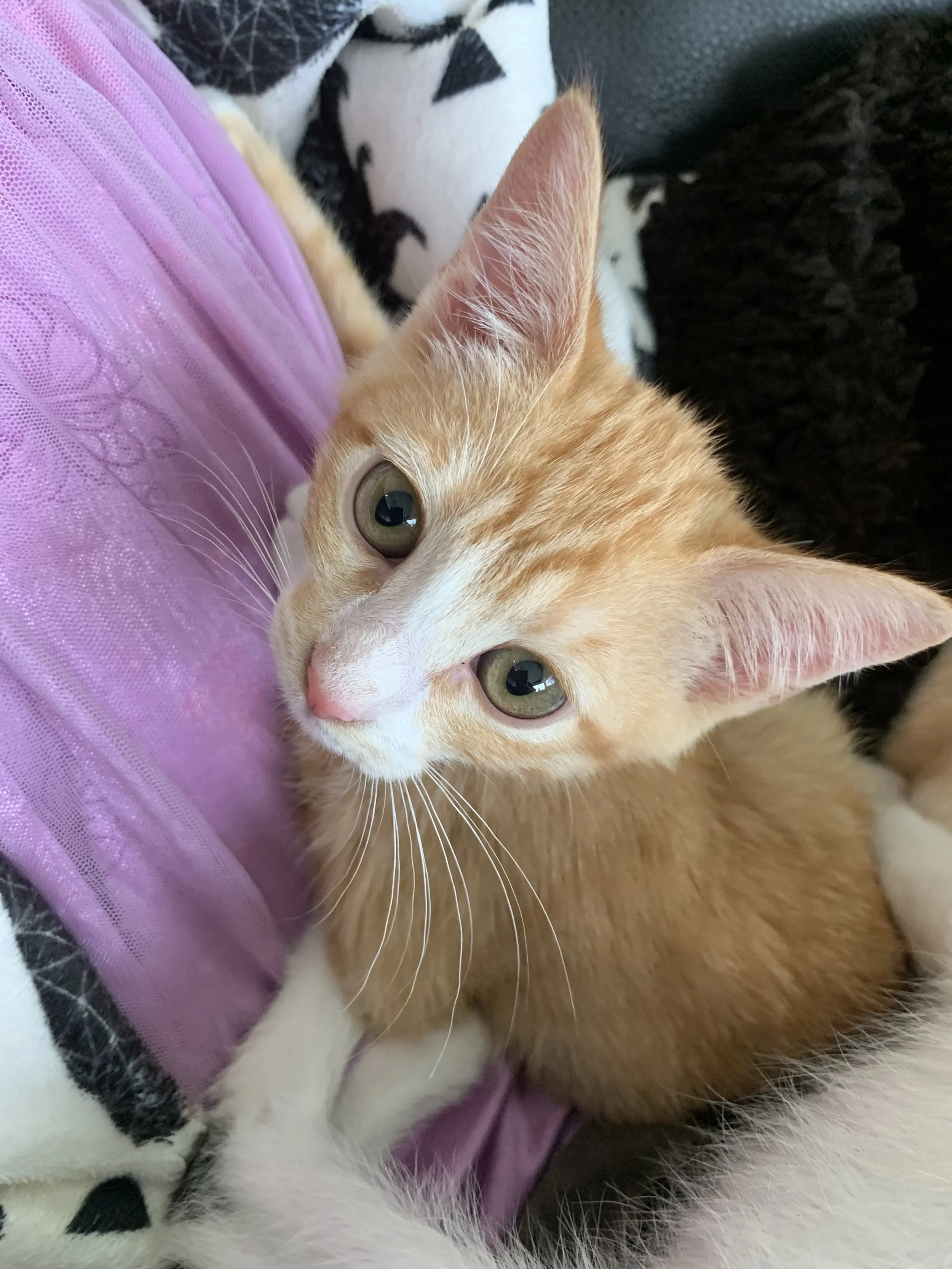 GINGER.JPG