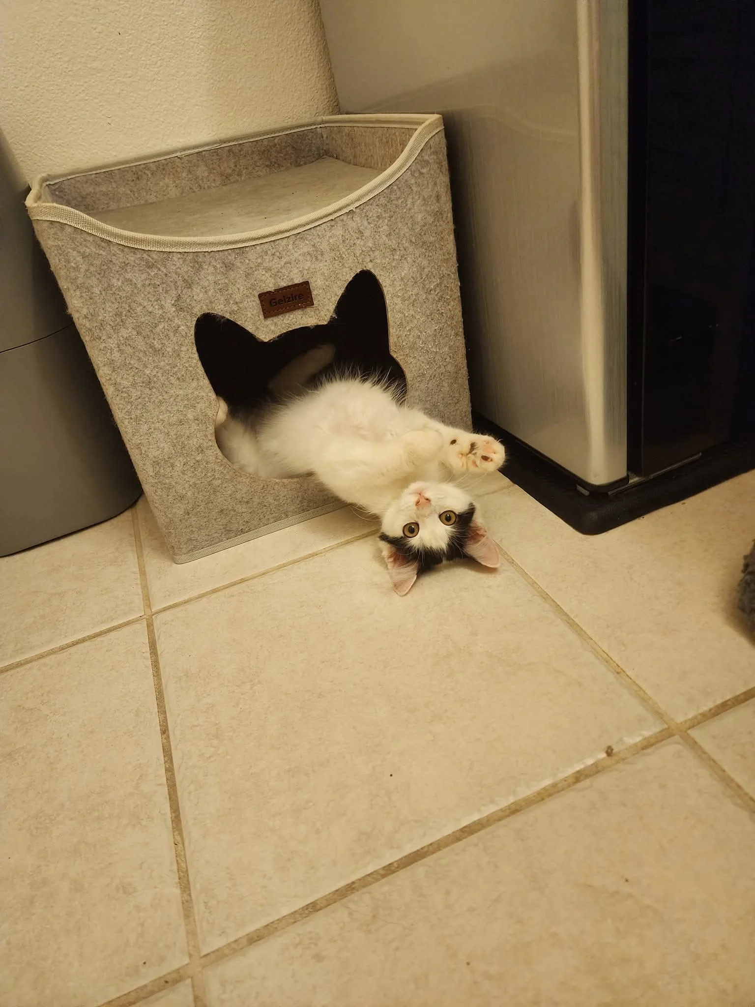 kitten 1.JPG
