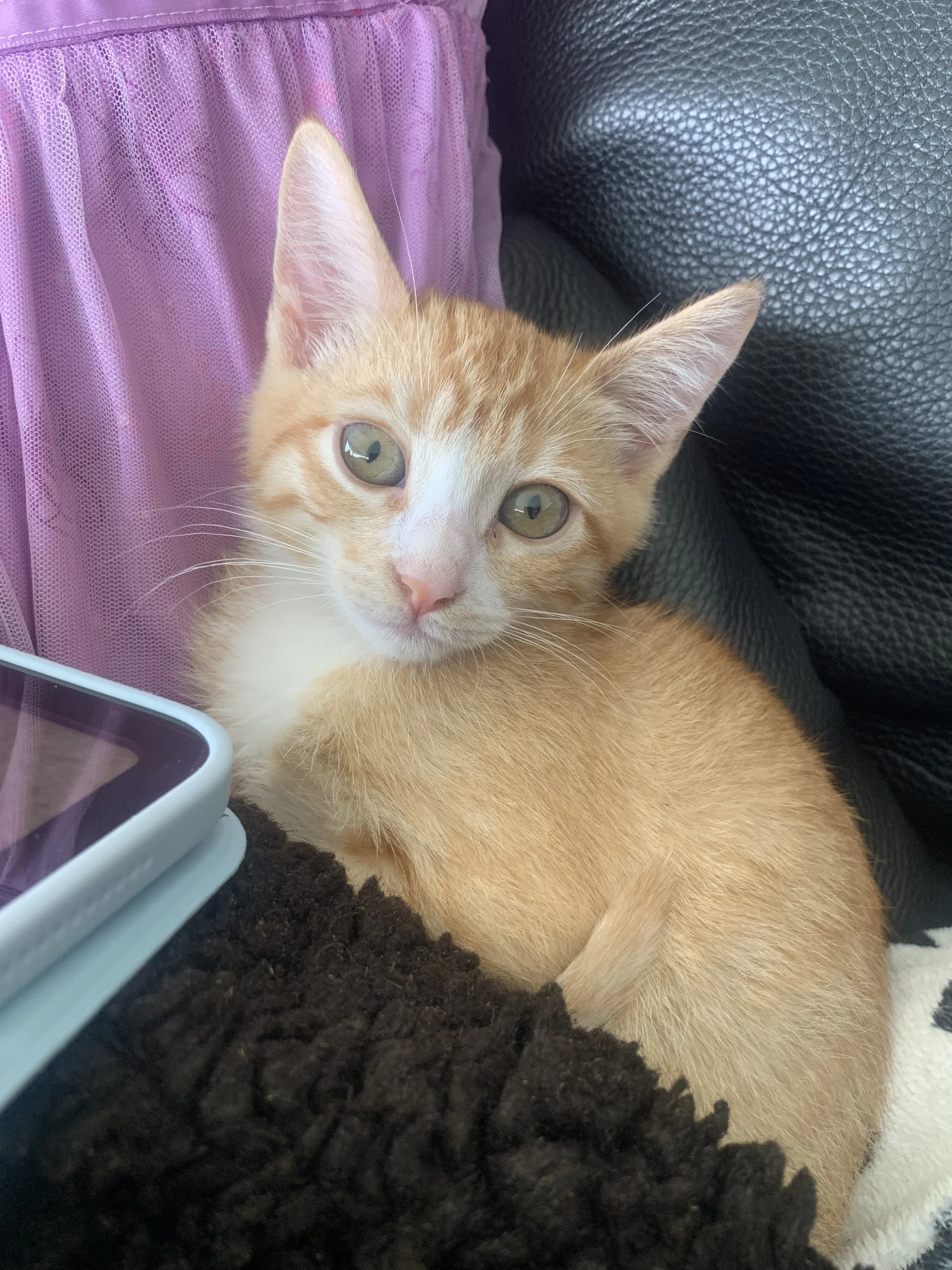 Ginger