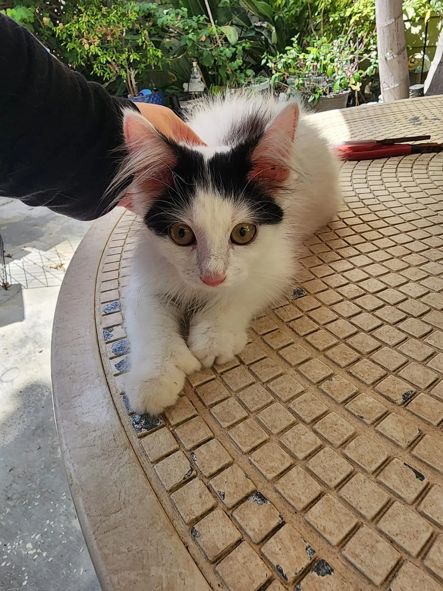 kitten 2.JPG