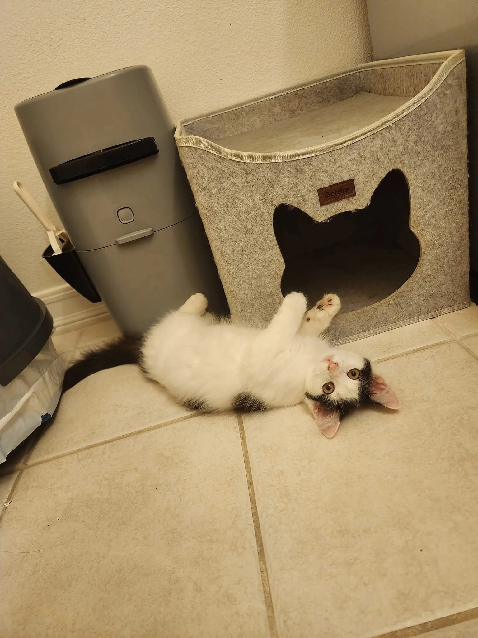 kitten 4.JPG