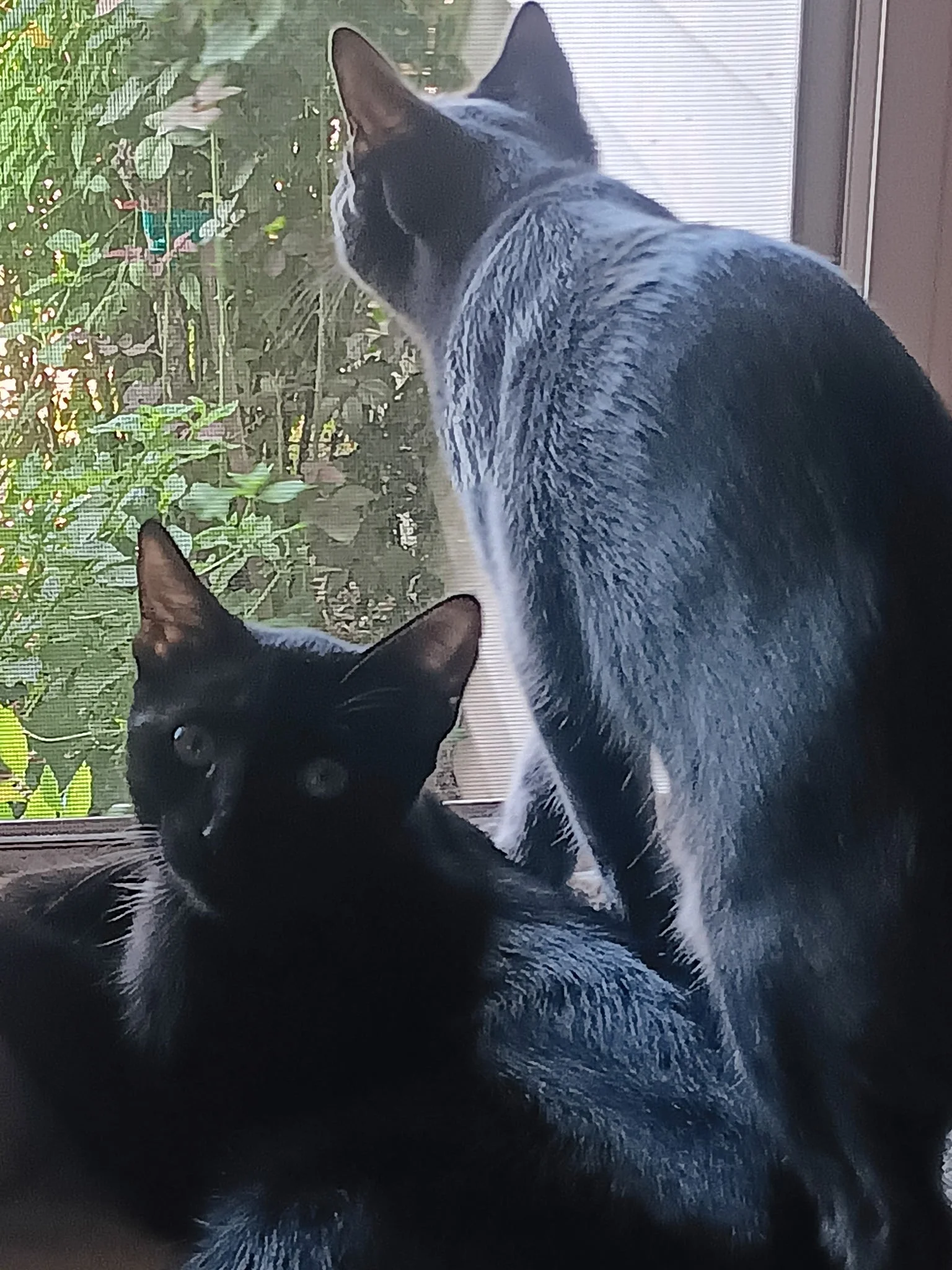 Blackie and Smokie