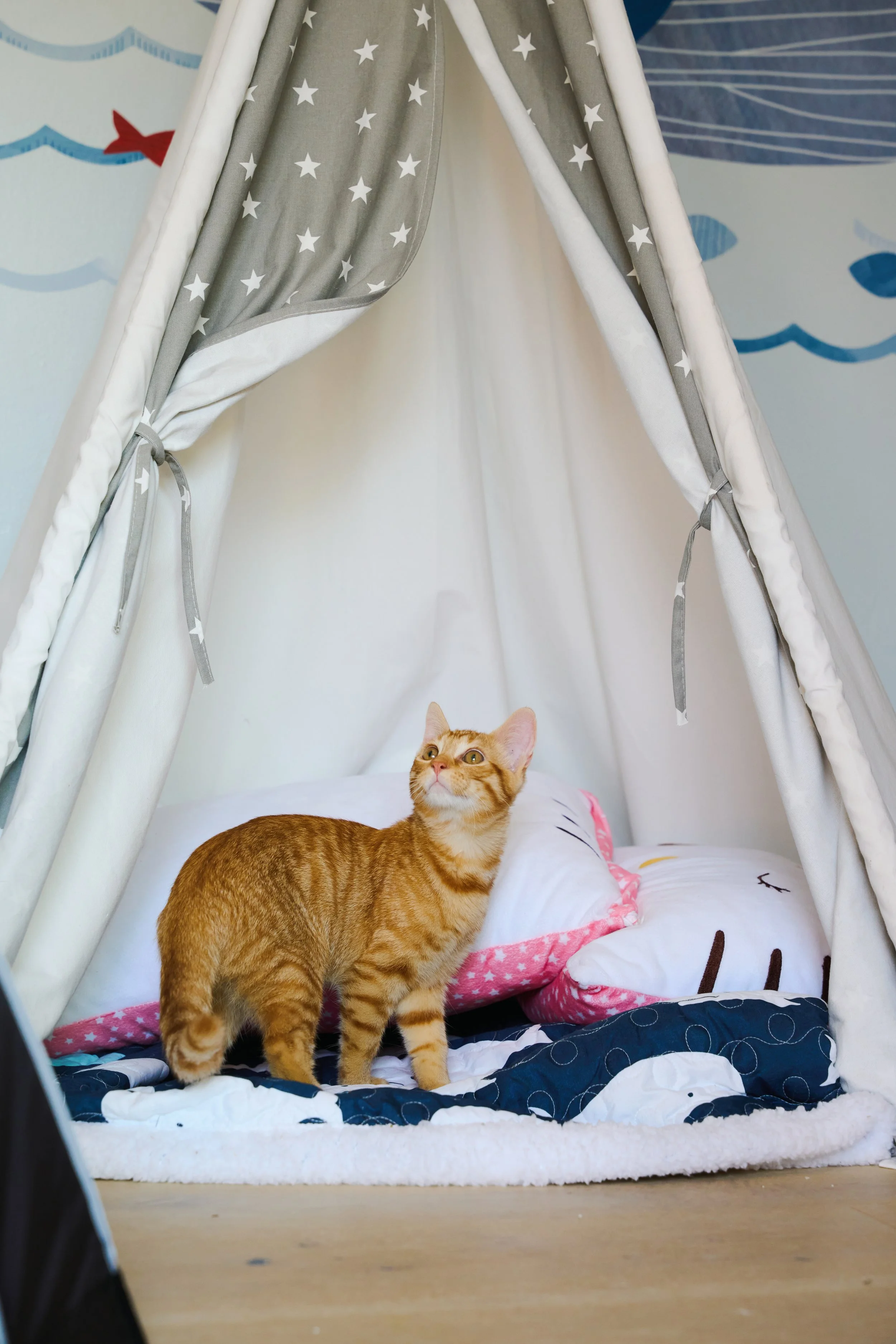 Catmosphere_16(1).jpg