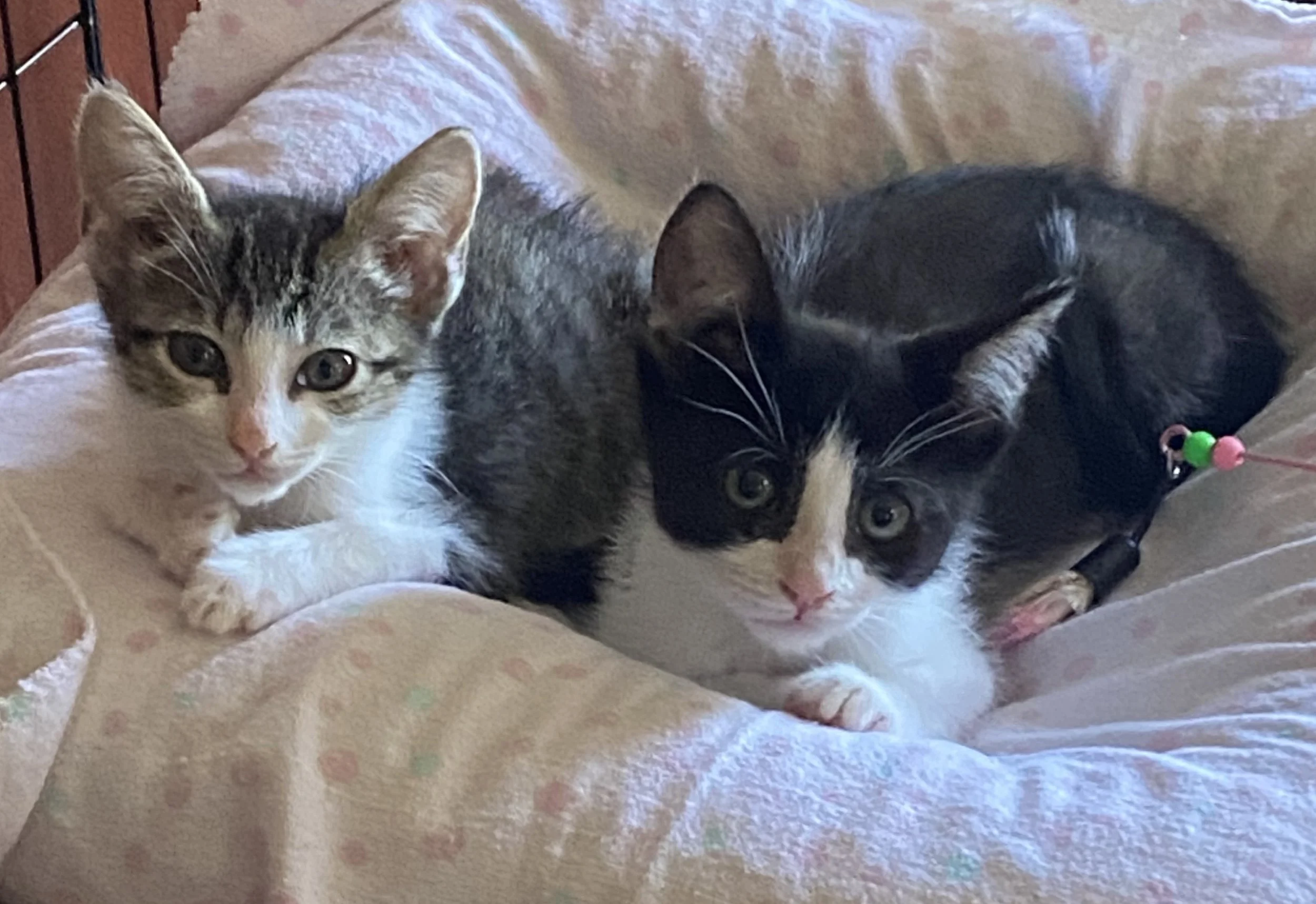 PRINCESS LEIA AND CATARINA 1.jpg