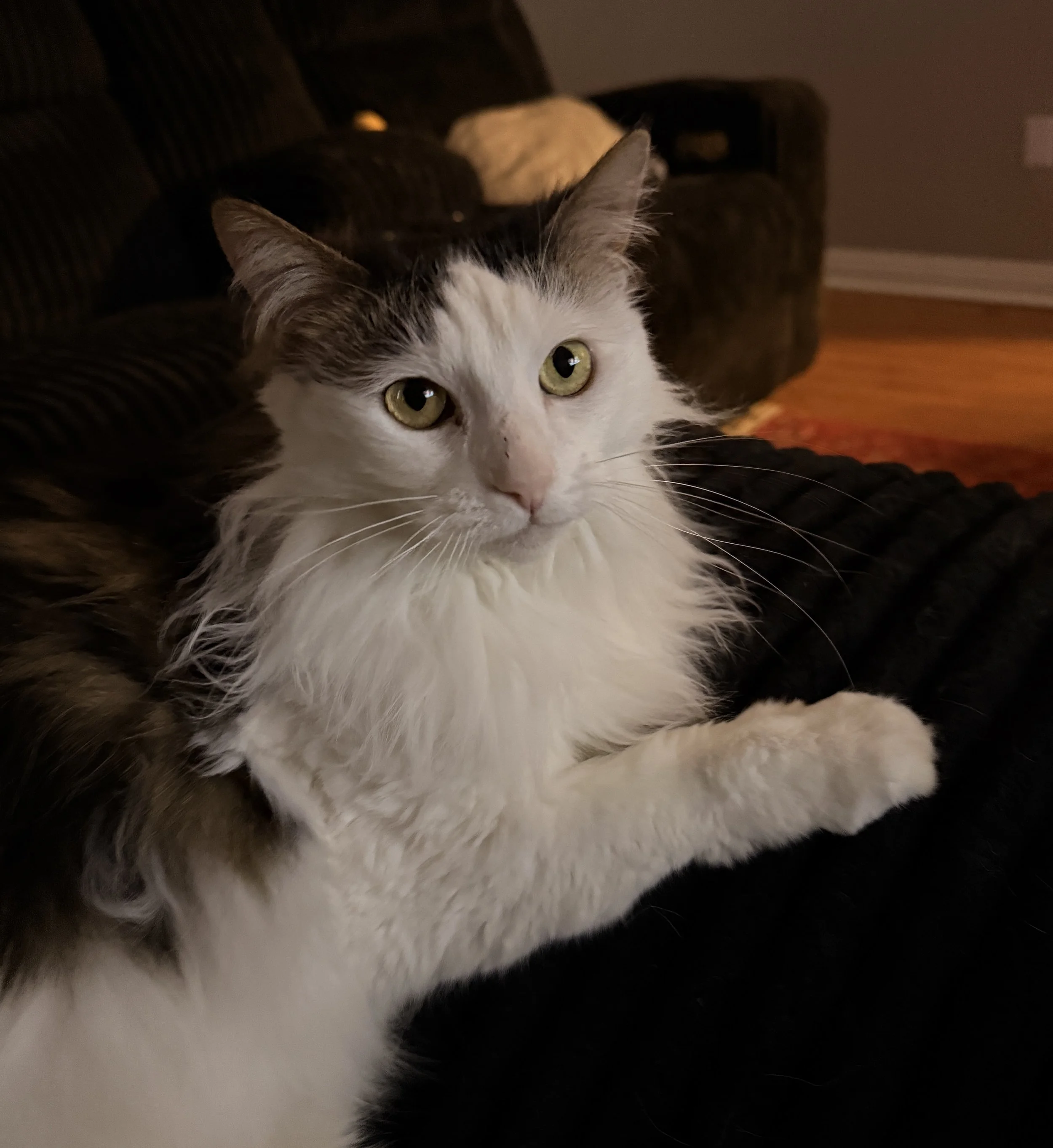 Izzy