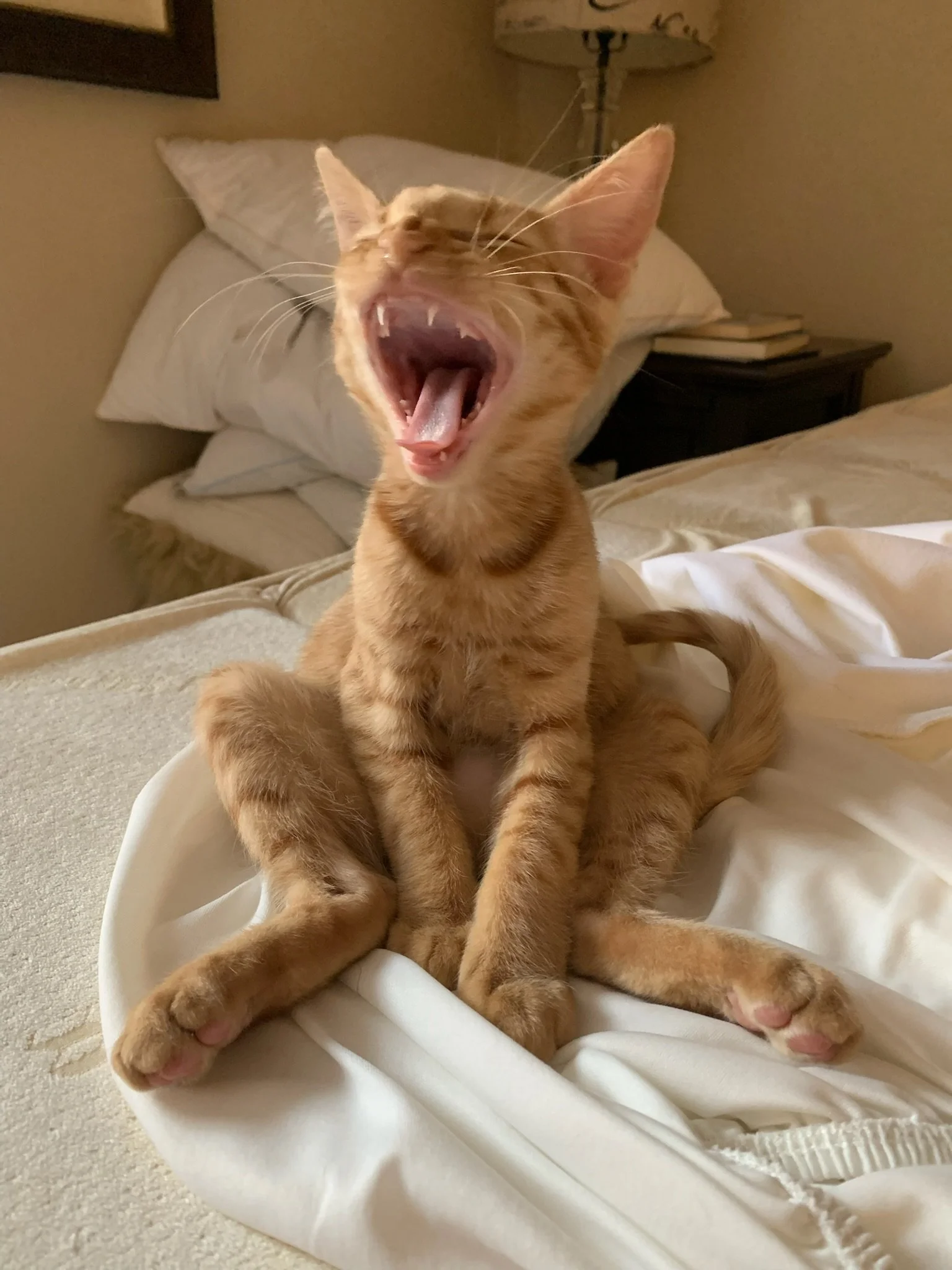 YAWNING.JPG