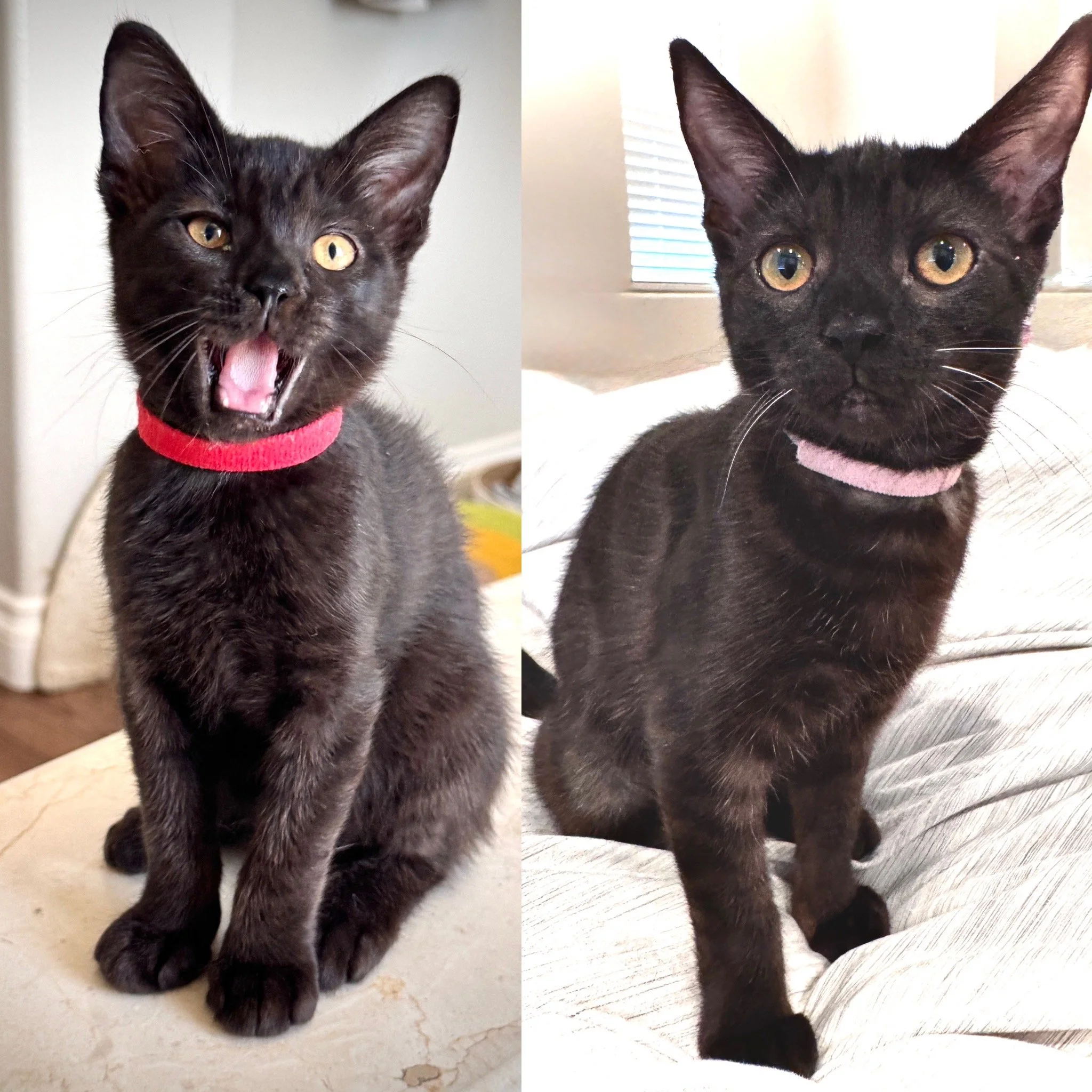 Aurora and Lilo