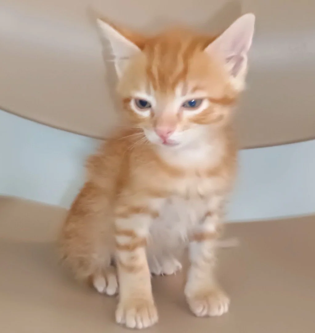 Shrimp Dumpling