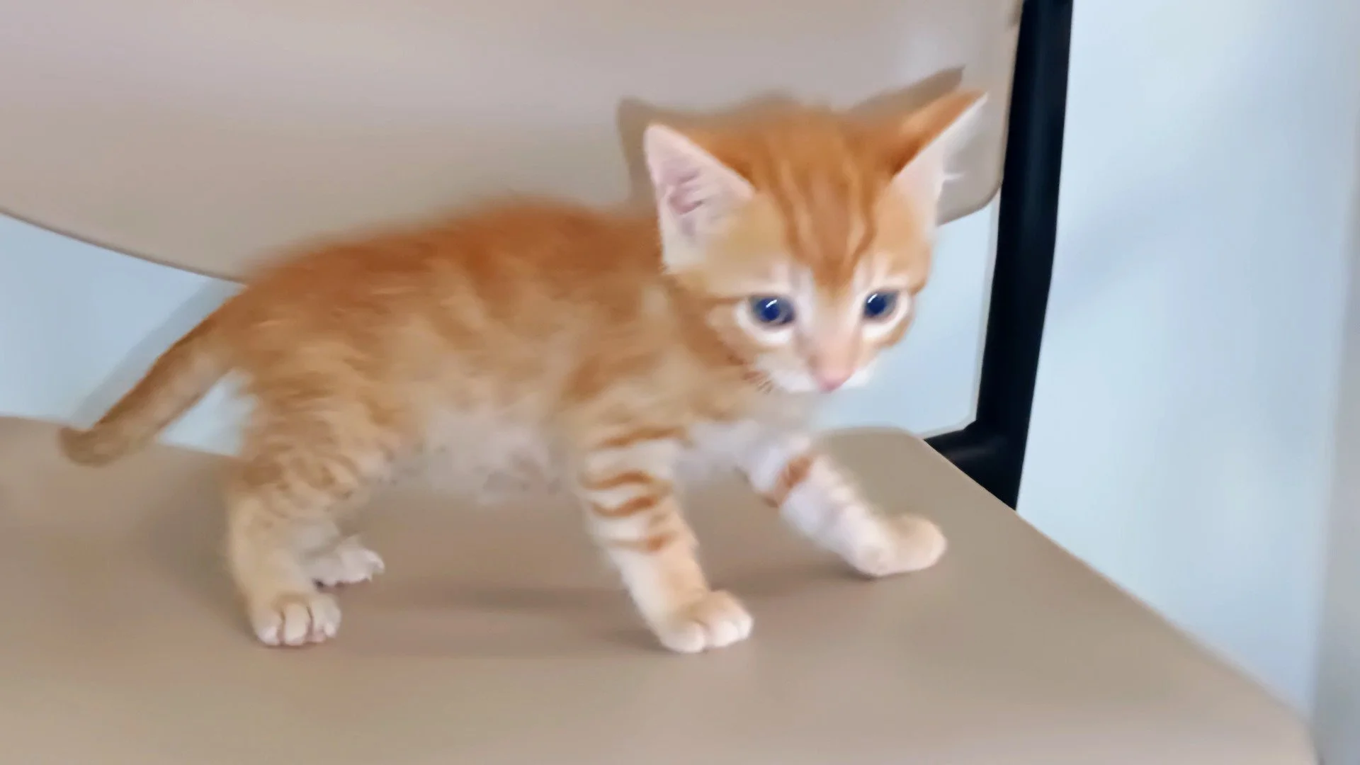 Shrimp03.JPG