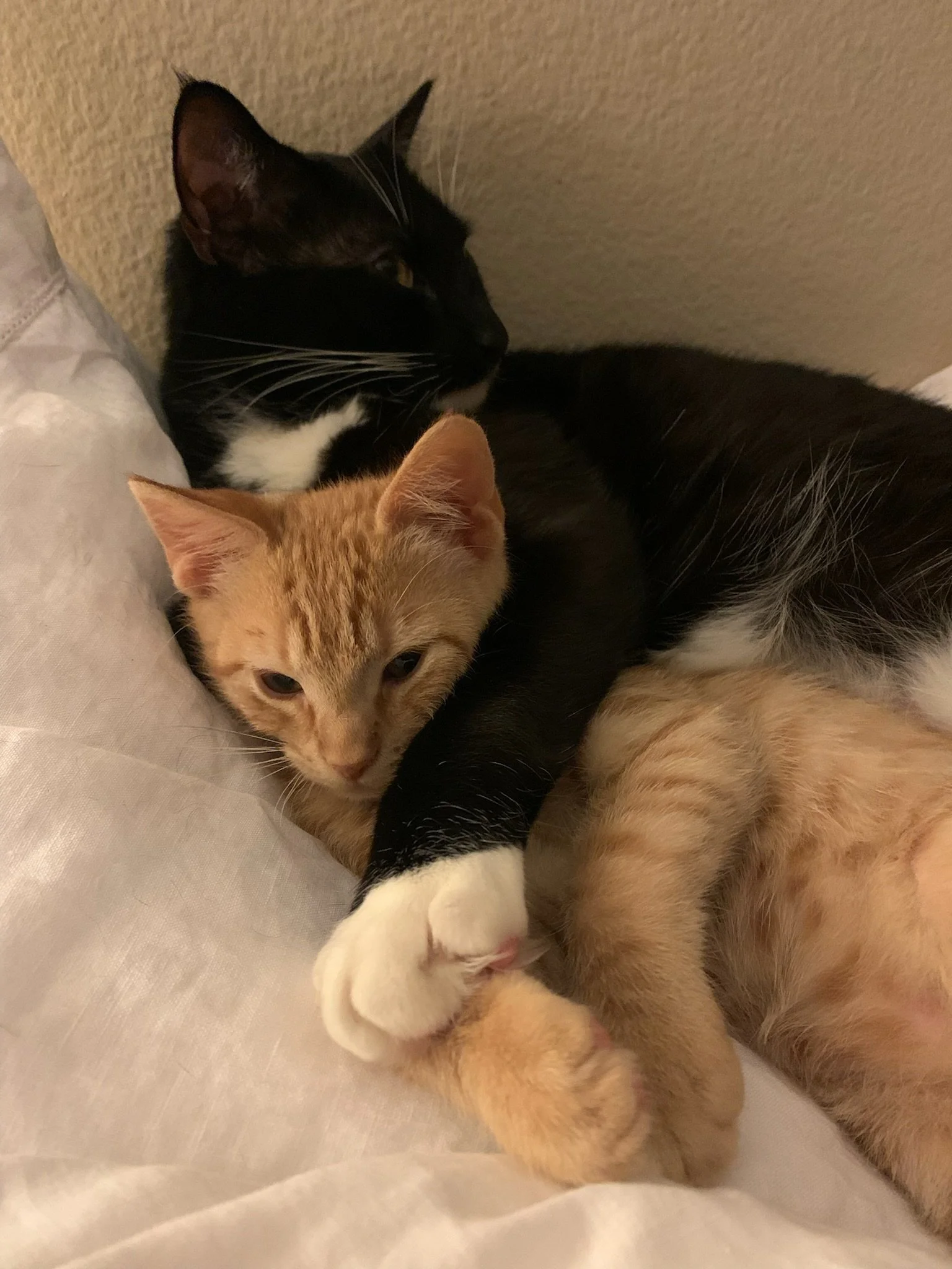 kingston and ulrich.JPG