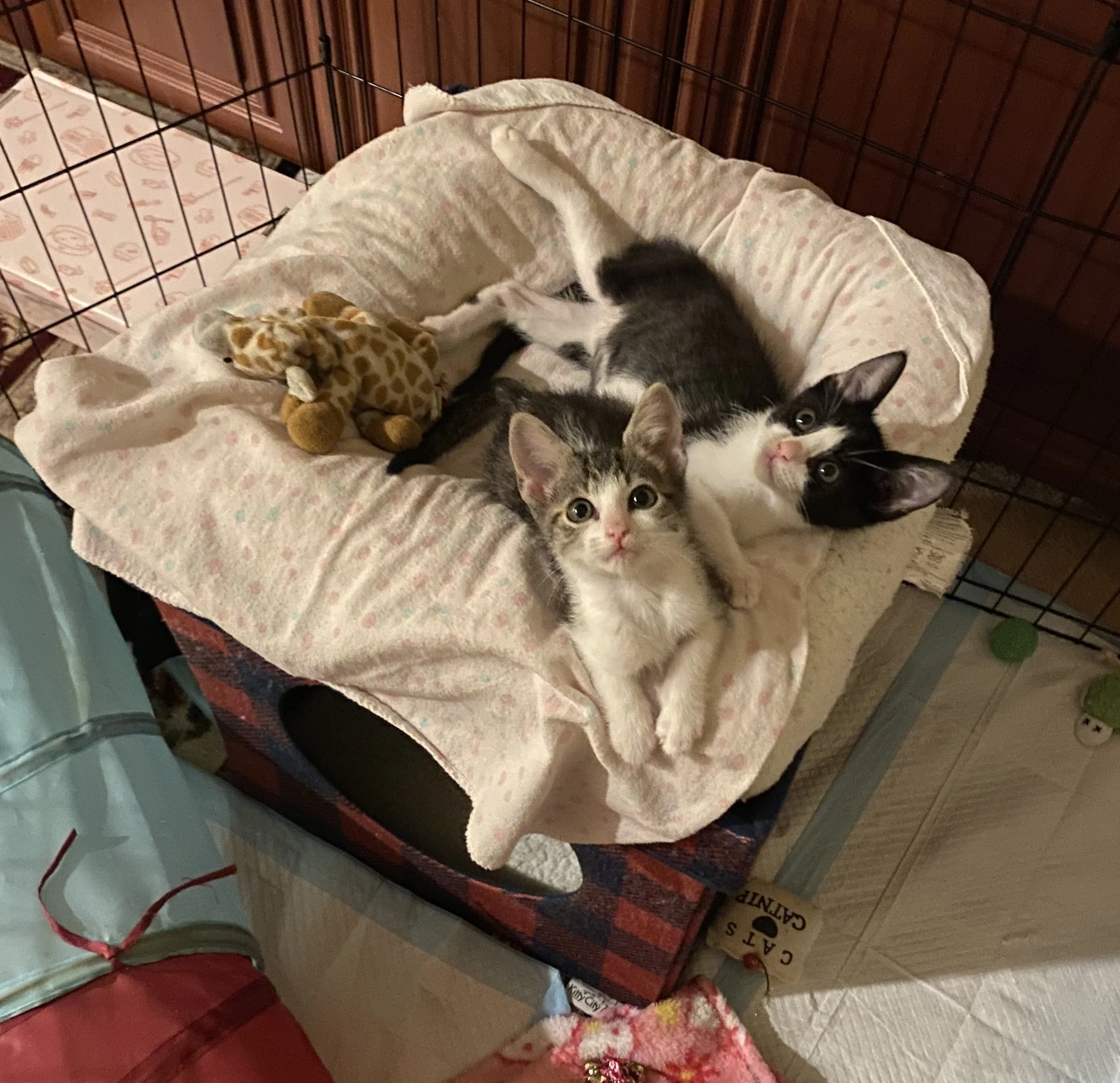 PRINCESS LEIA AND CATARINA USE.jpg