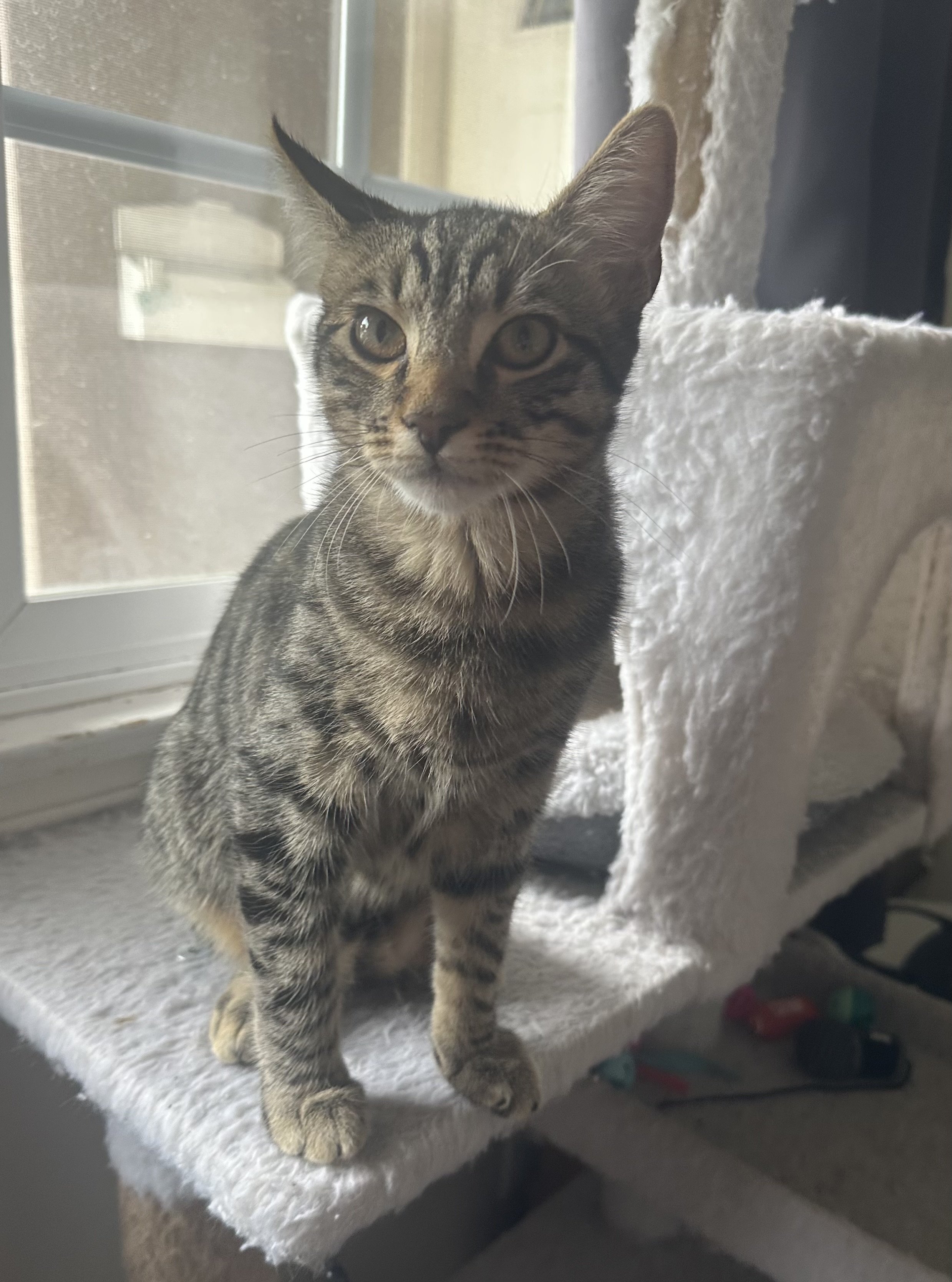 Leo