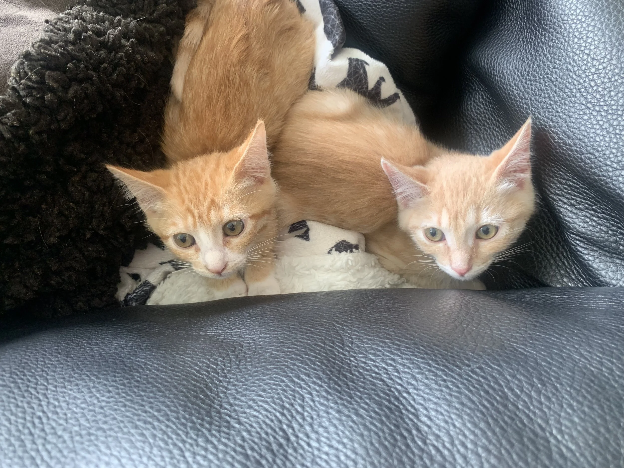 GINGER AND MINKA.JPG