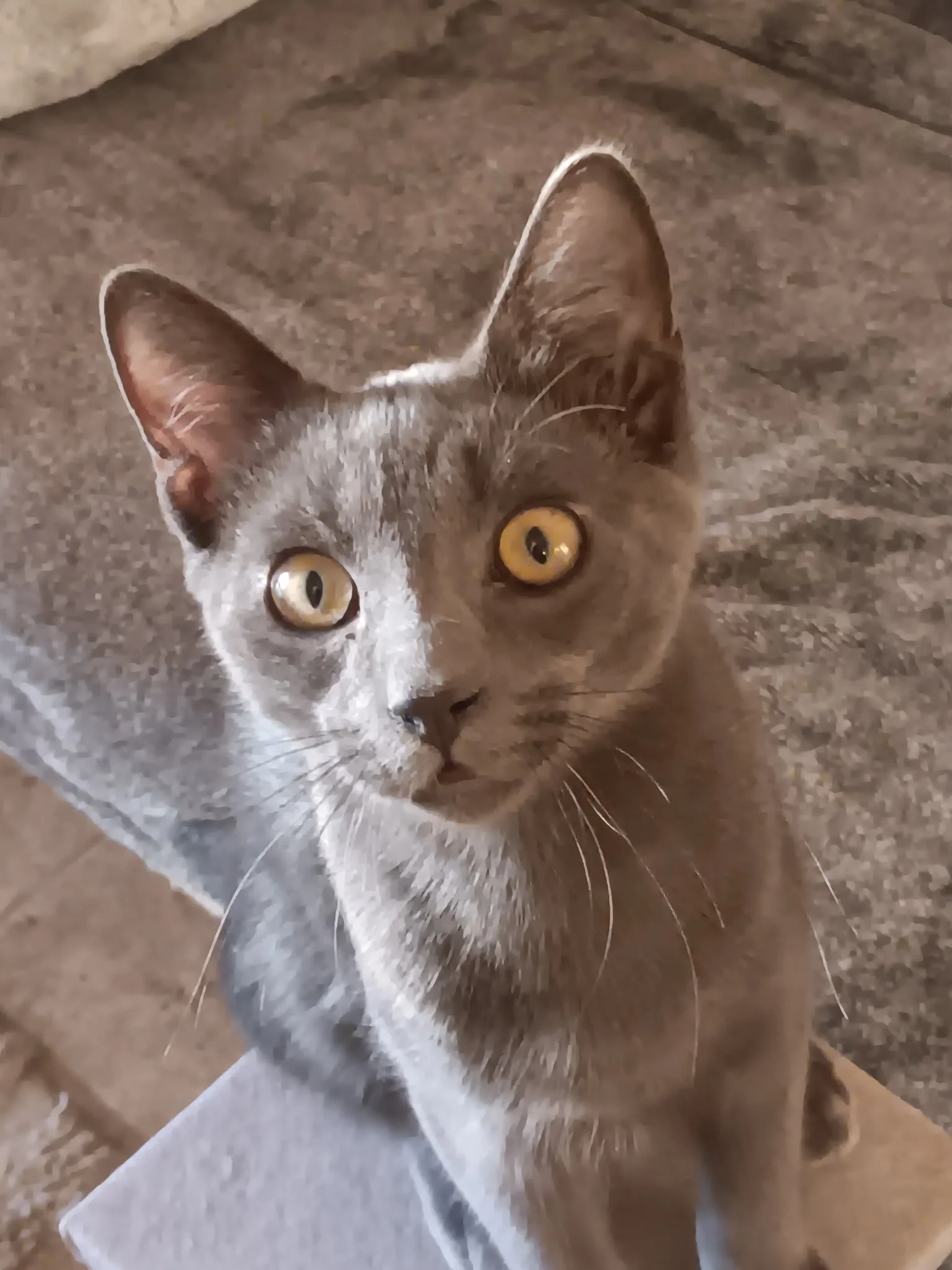 Smokie