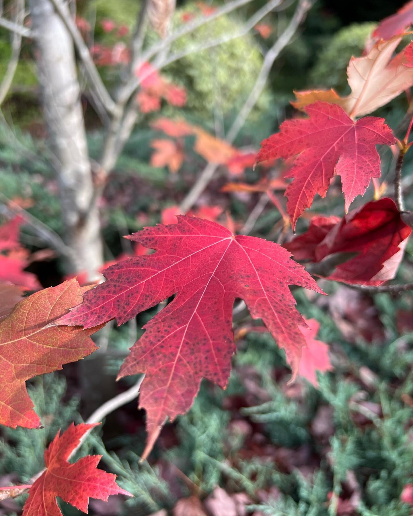 Autumn has arrived and a true clarion of the season is the North American Red Maples. While most love the flame red leaves of Acer &ldquo;October Glory&rdquo; I&rsquo;ve always been more partial to &ldquo;Autumn Blaze&rdquo; as the more orange/red to