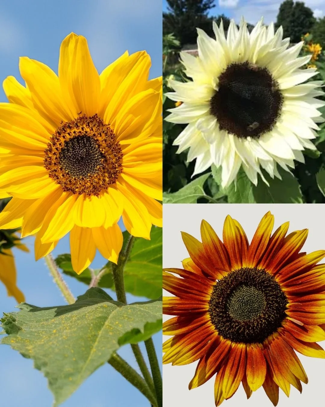 Mid-Summer's Boldest Blooms: Sourcing and Styling Sunflowers in the DMV