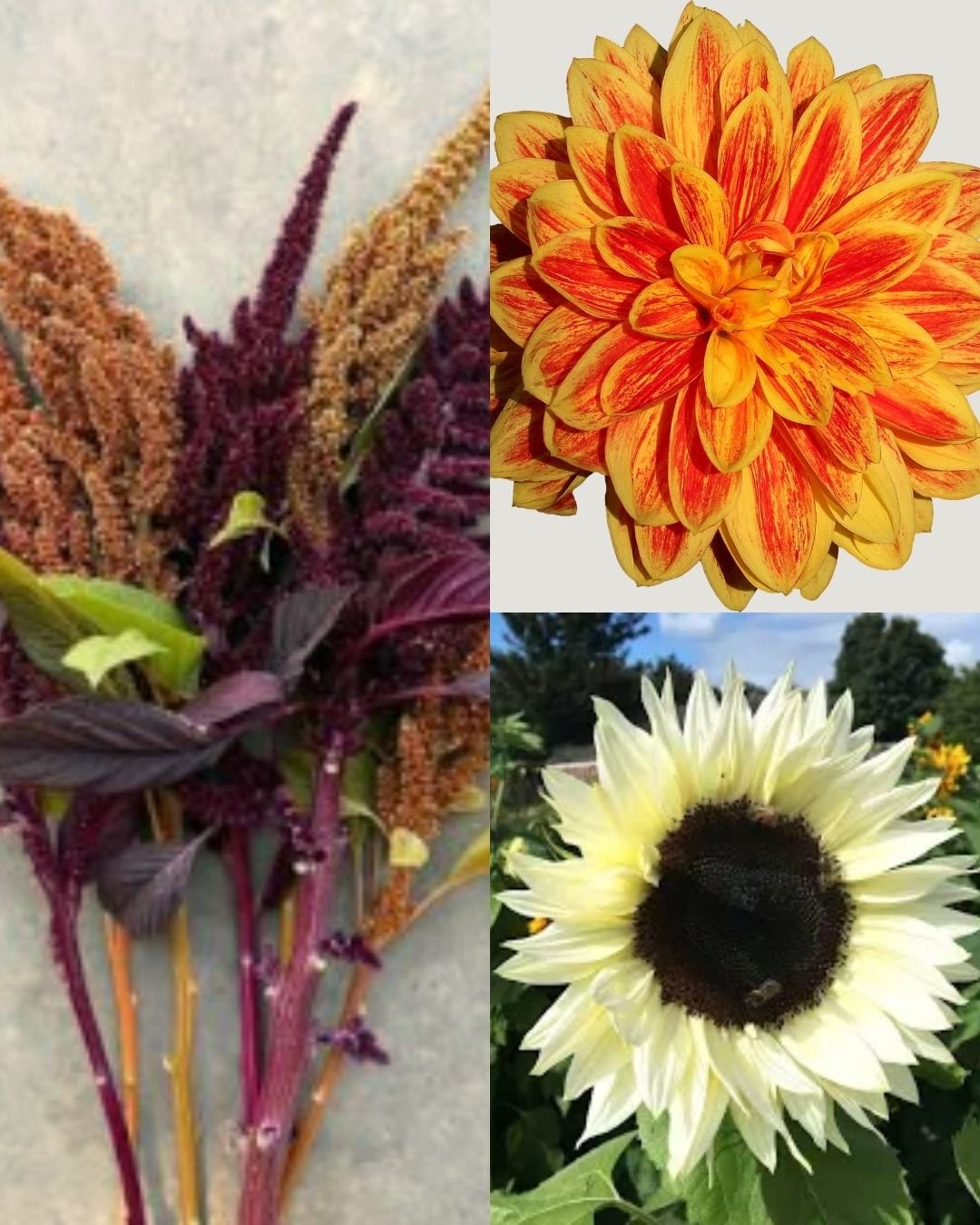 Late-Summer Vibrant Curation: How to Lean Into August's Boldest Blooms