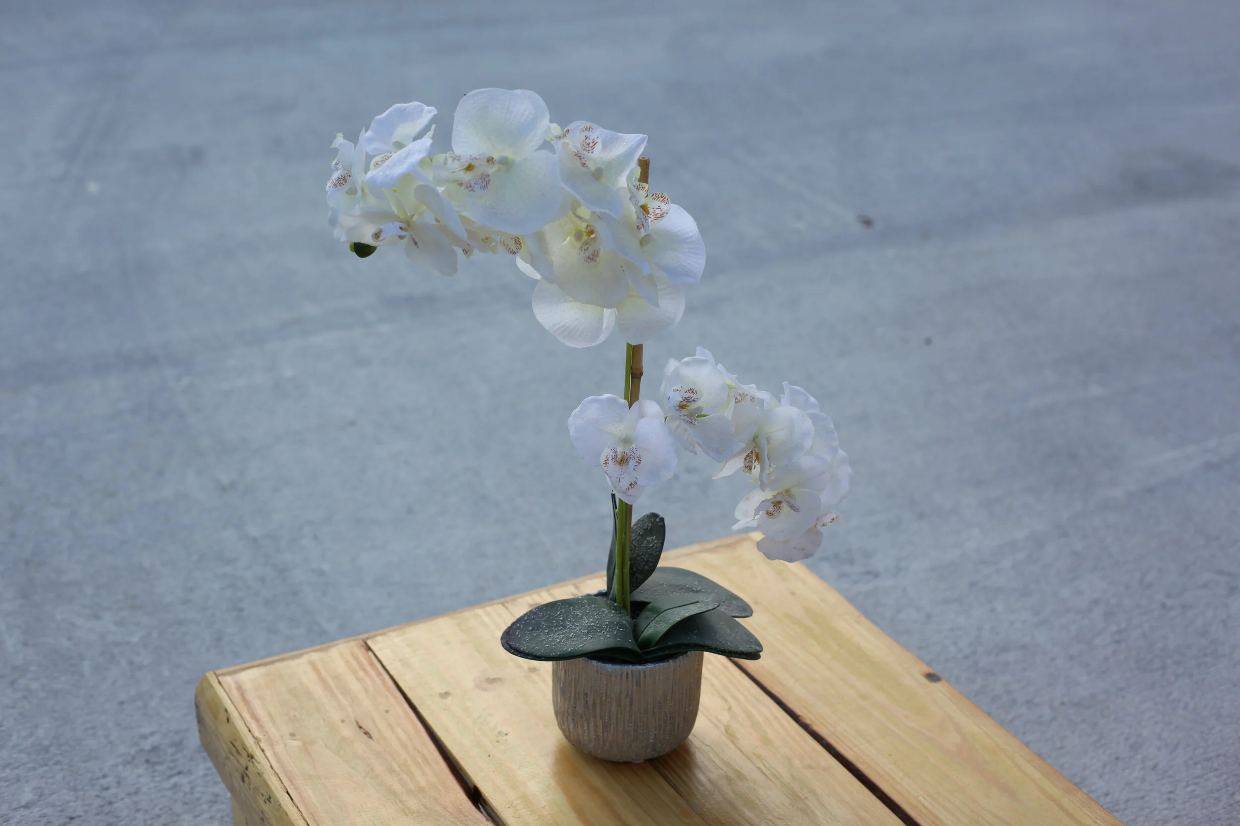 White Silk Orchid