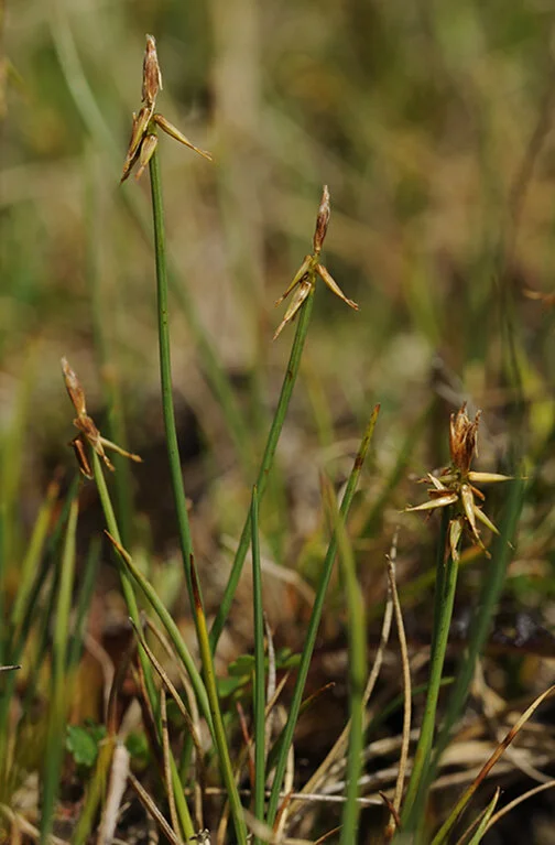 Agnorstarr