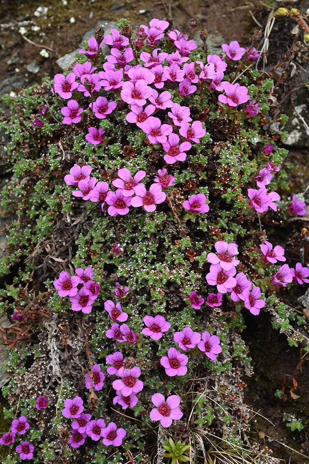 Rødsildre