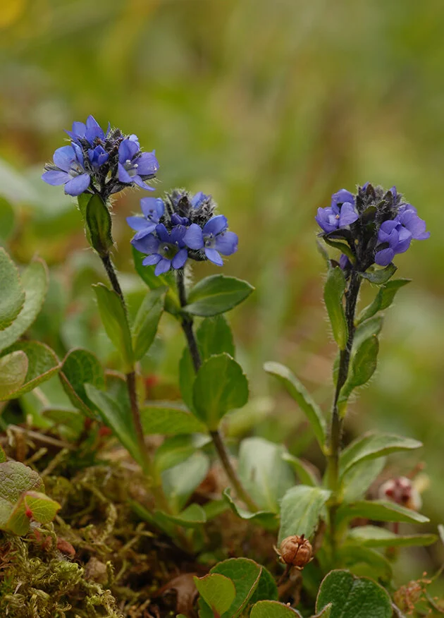 Fjellveronika