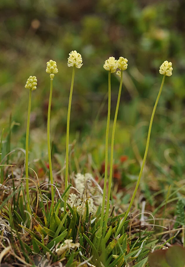 Bjørnebrodd