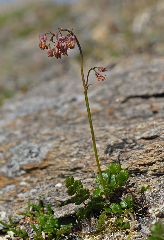 Fjellfrøstjerne