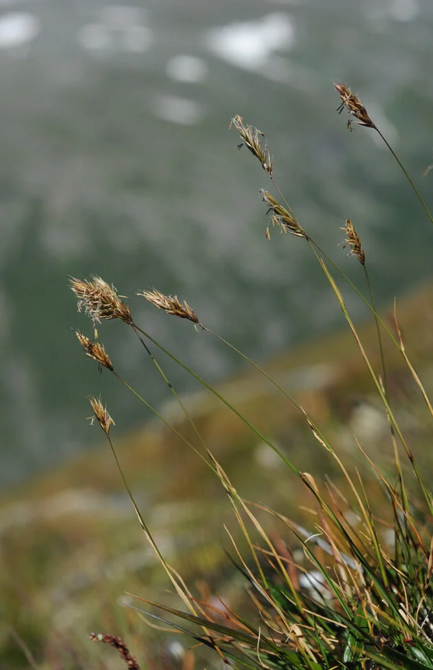 Fjellgulaks