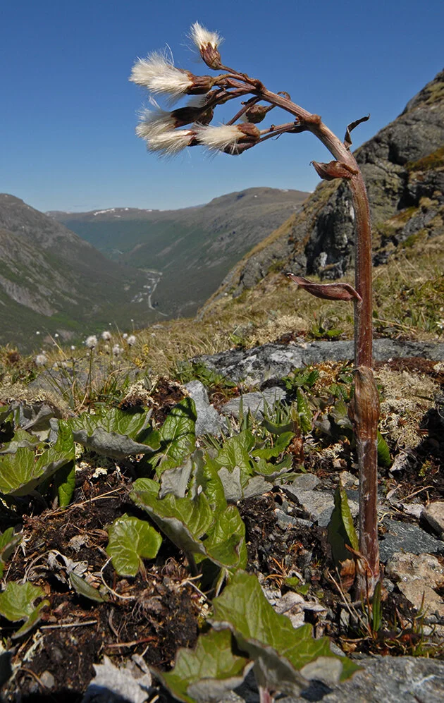 Fjellpestrot